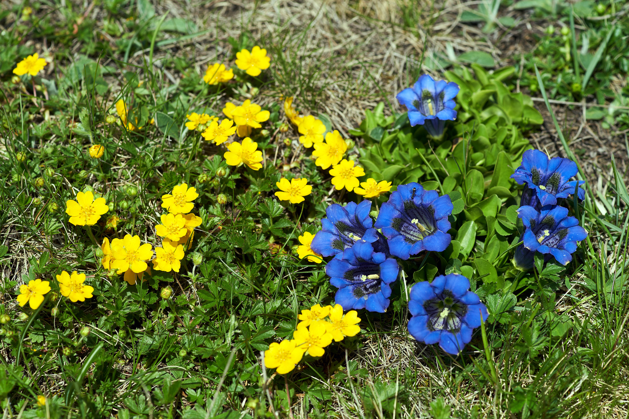 Sony a99 II + Minolta AF 100mm F2.8 Macro [New] sample photo. Yellow and blue photography