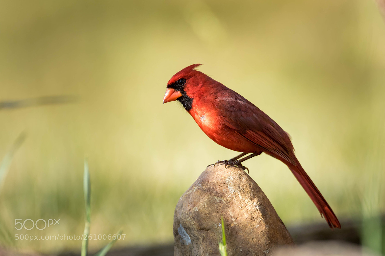 Canon EOS 7D Mark II sample photo. Red bird photography