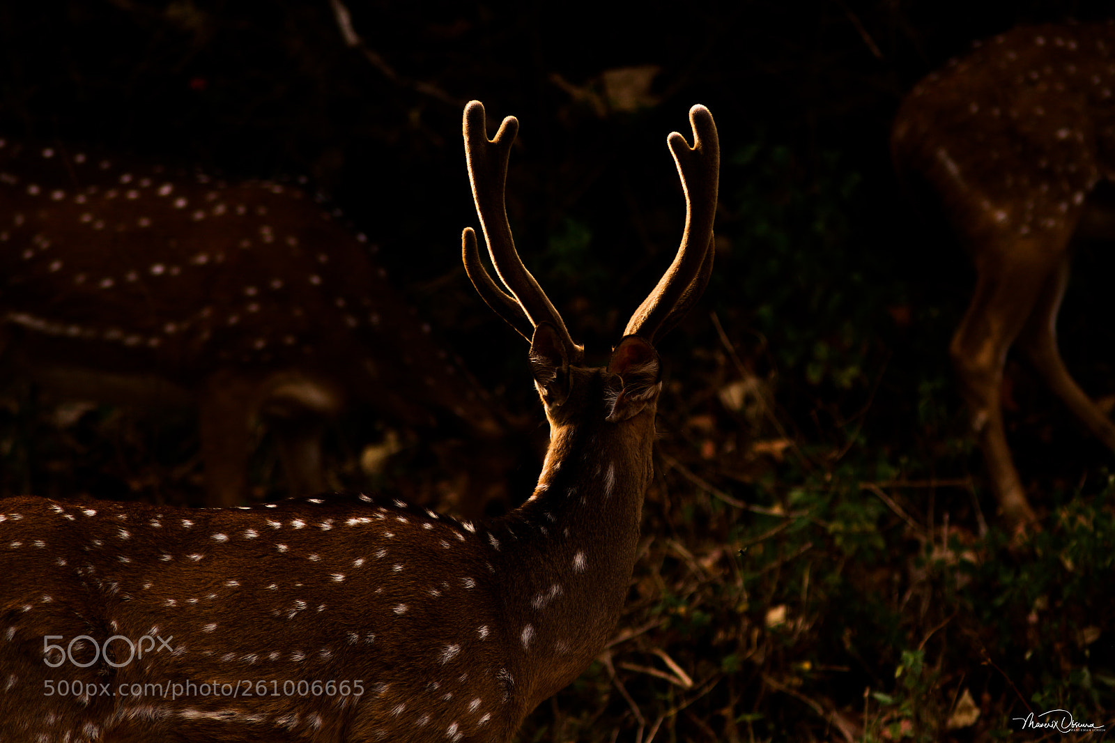 Canon EOS 700D (EOS Rebel T5i / EOS Kiss X7i) sample photo. Under the spotlight photography