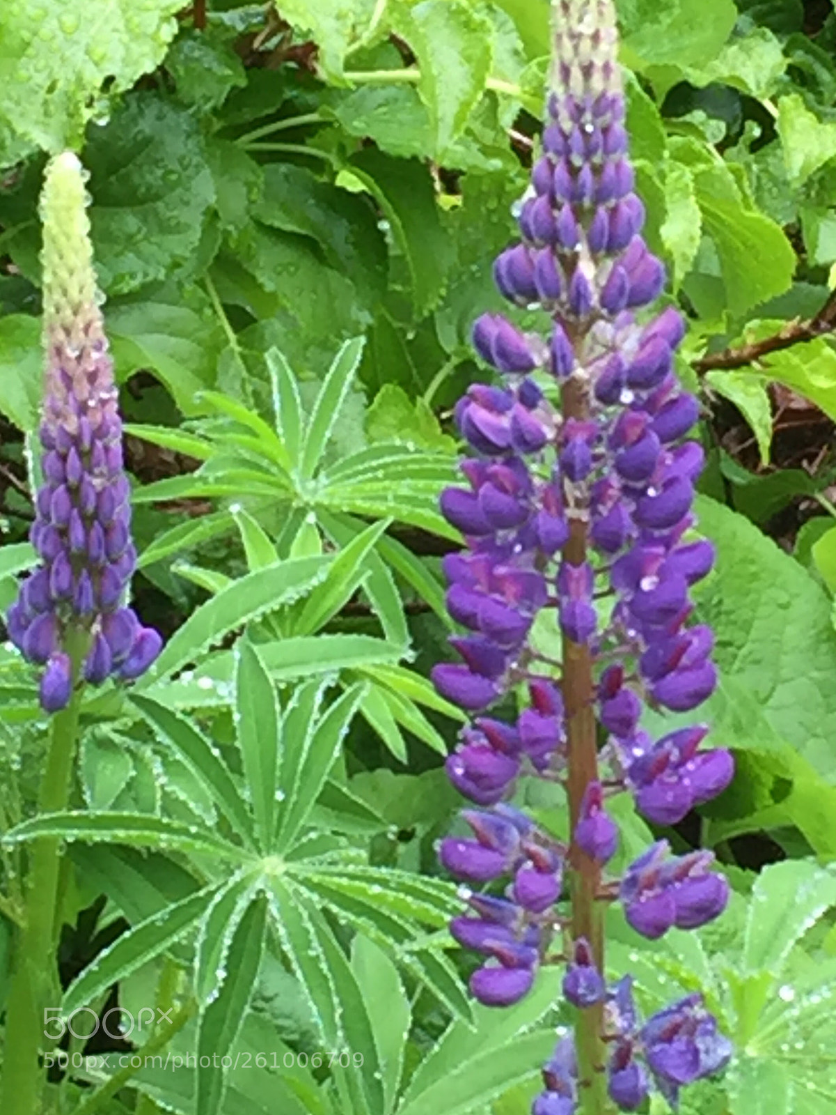 Apple iPhone 6 sample photo. Purple lupines photography