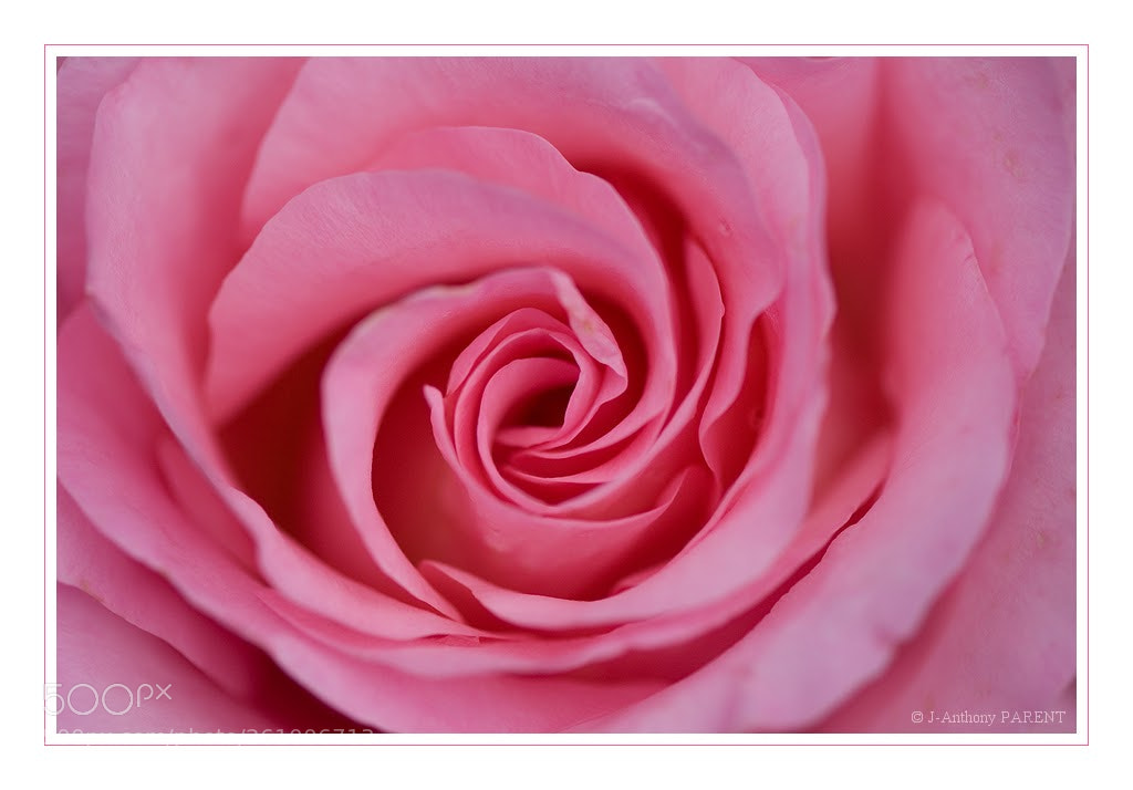 Nikon D90 sample photo. Rose photography