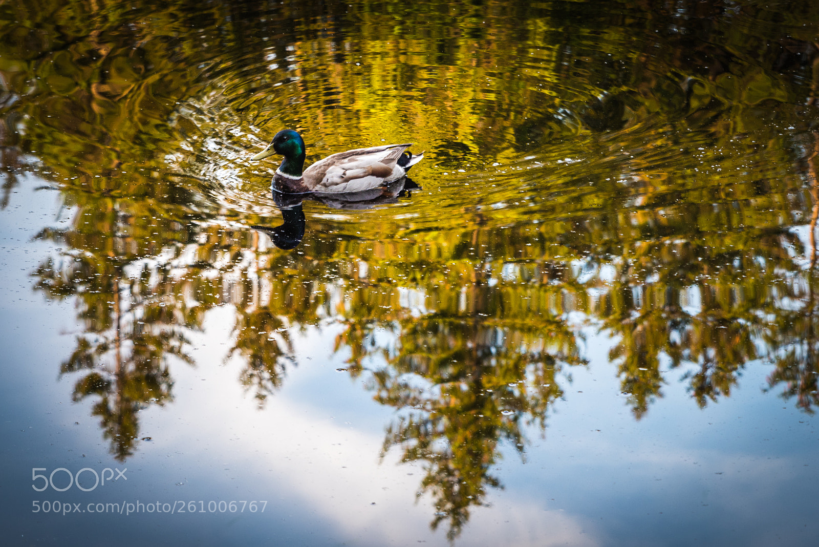Nikon D810 sample photo. What the duck. photography