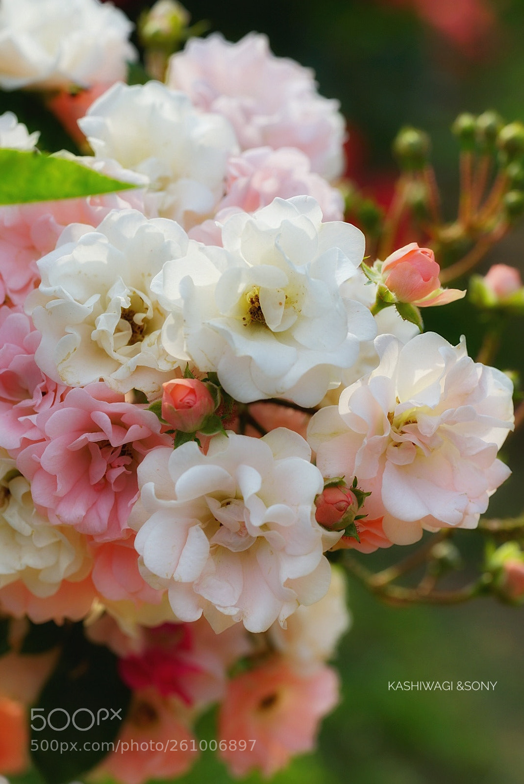 Sony a7 II sample photo. Coral cluster / u.k. 1920 photography