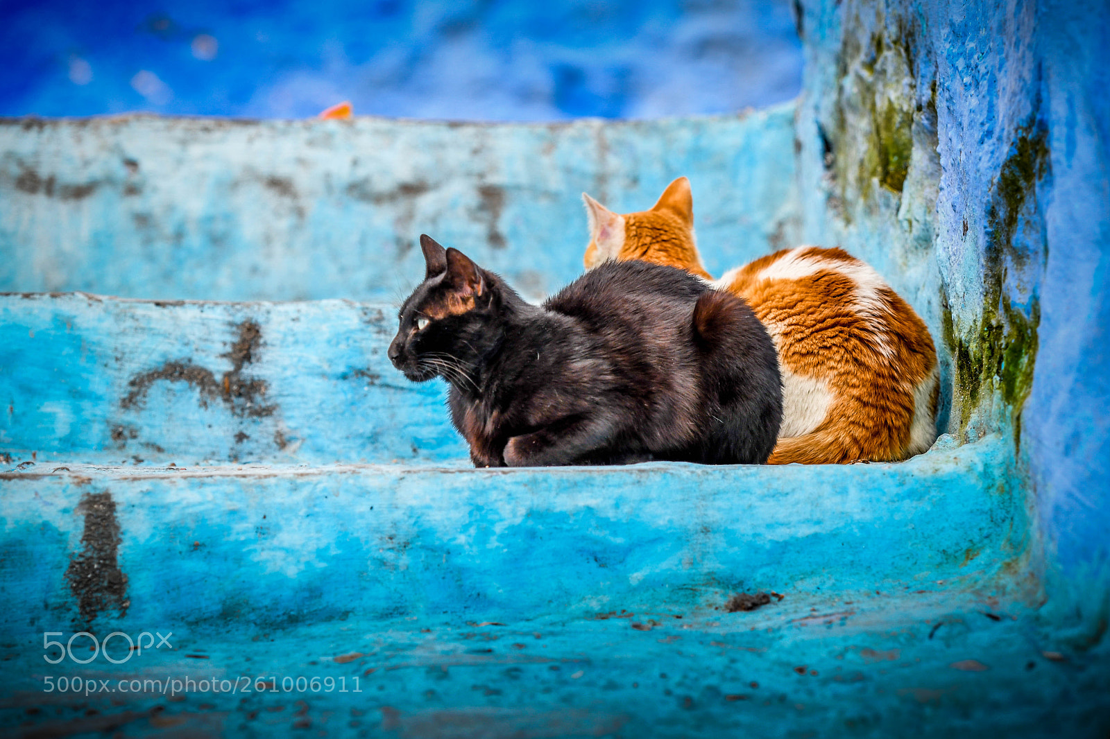 Nikon D500 sample photo. Portrait of two calico photography