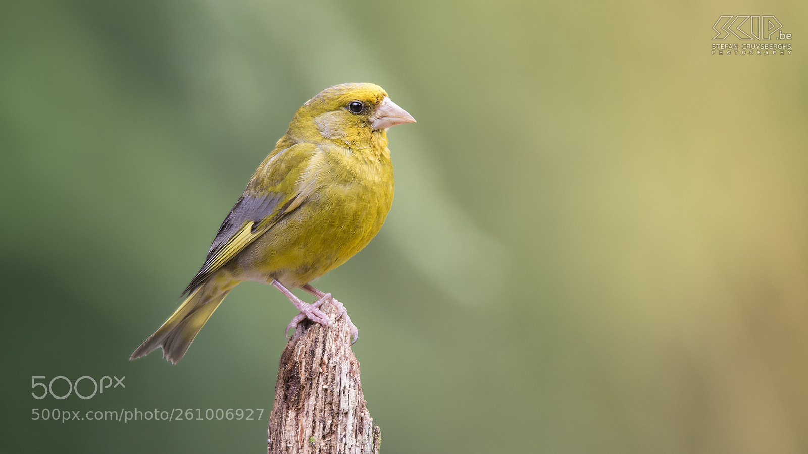 Nikon D610 sample photo. Greenfinch photography