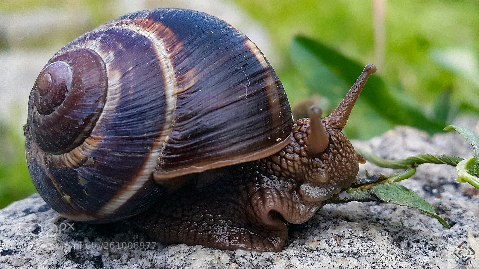 Samsung Galaxy Note4 sample photo. Snail photography