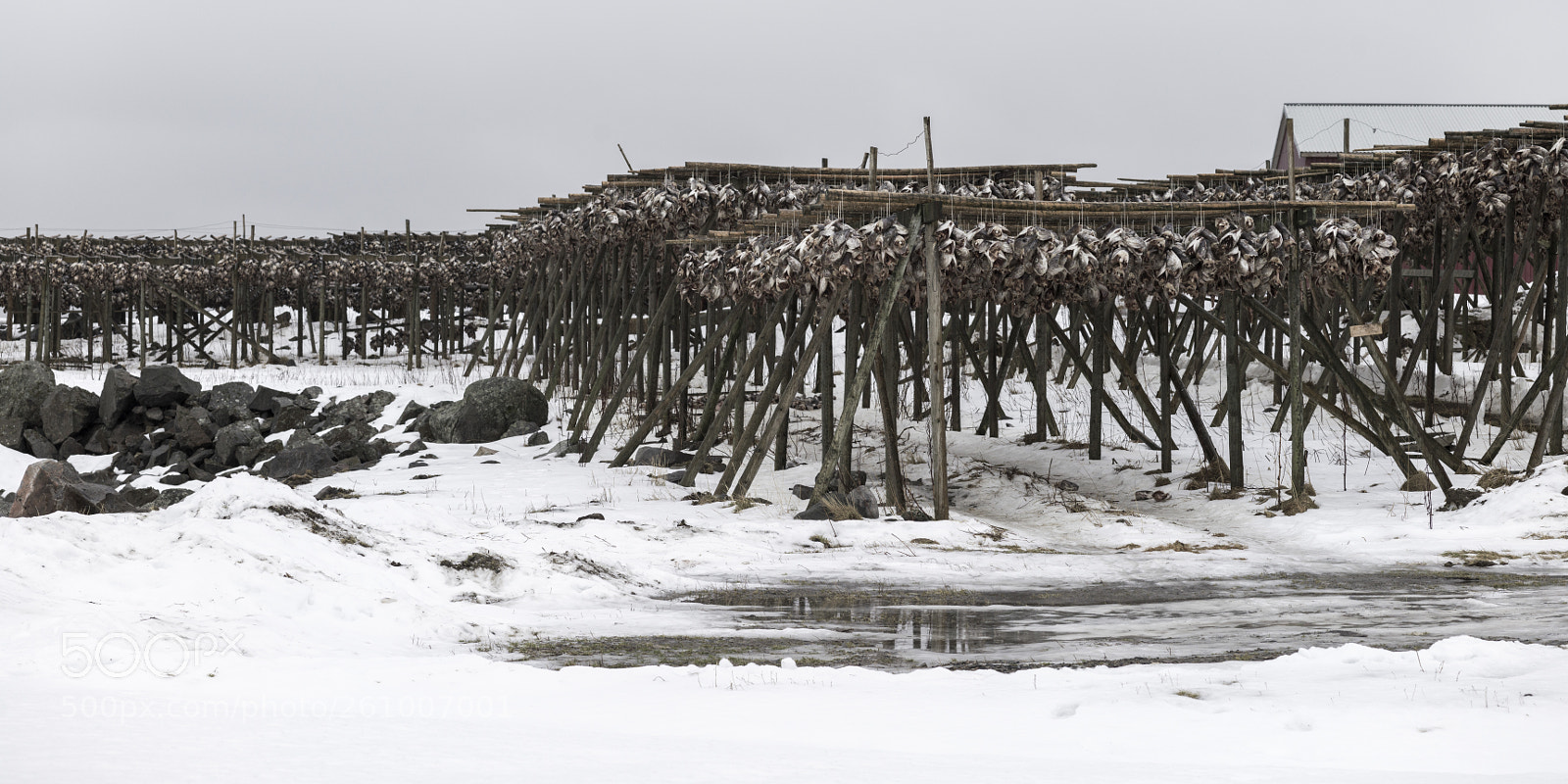 Hasselblad X1D-50c sample photo. Cod fish drying on photography