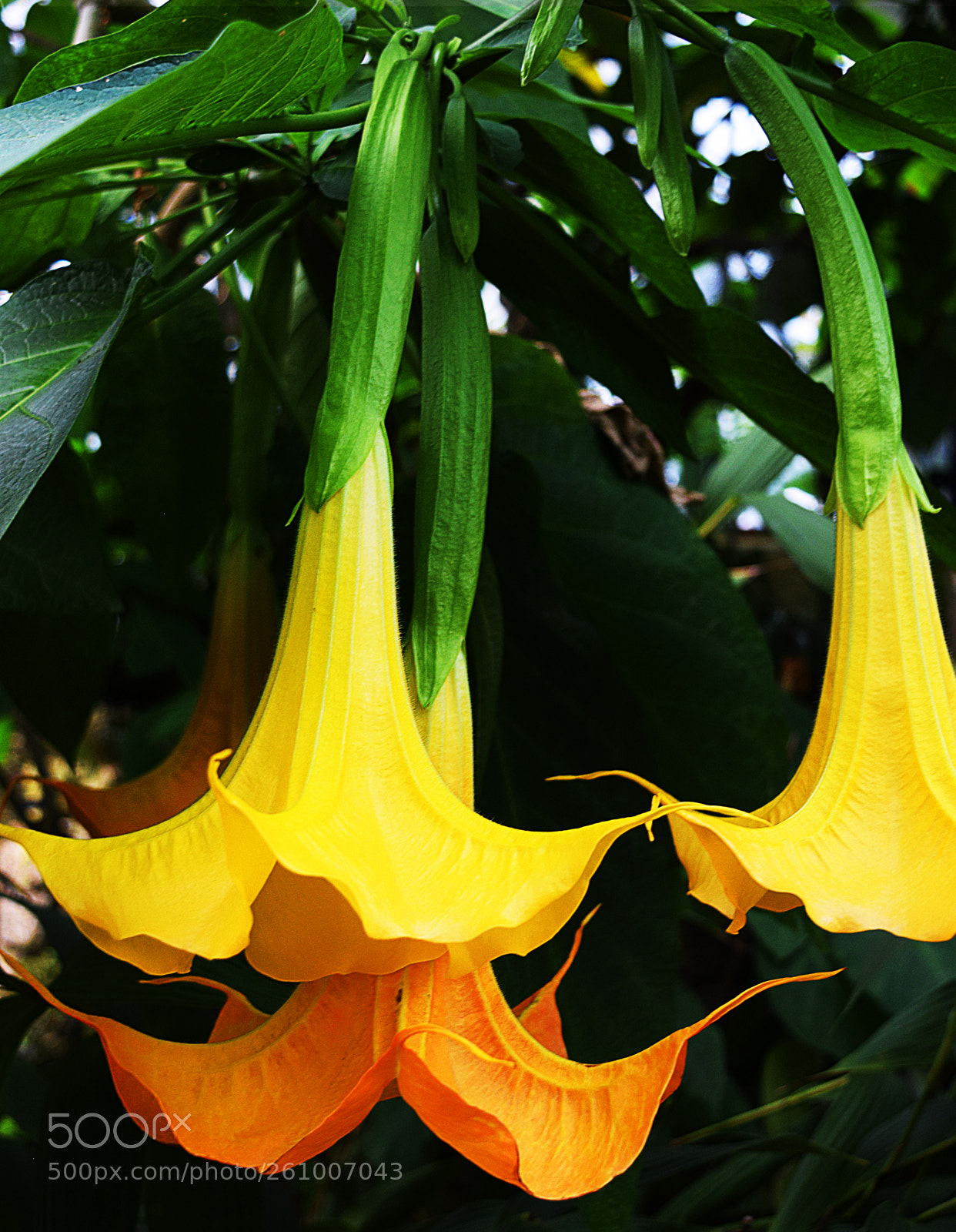 Nikon D5300 sample photo. Datura photography