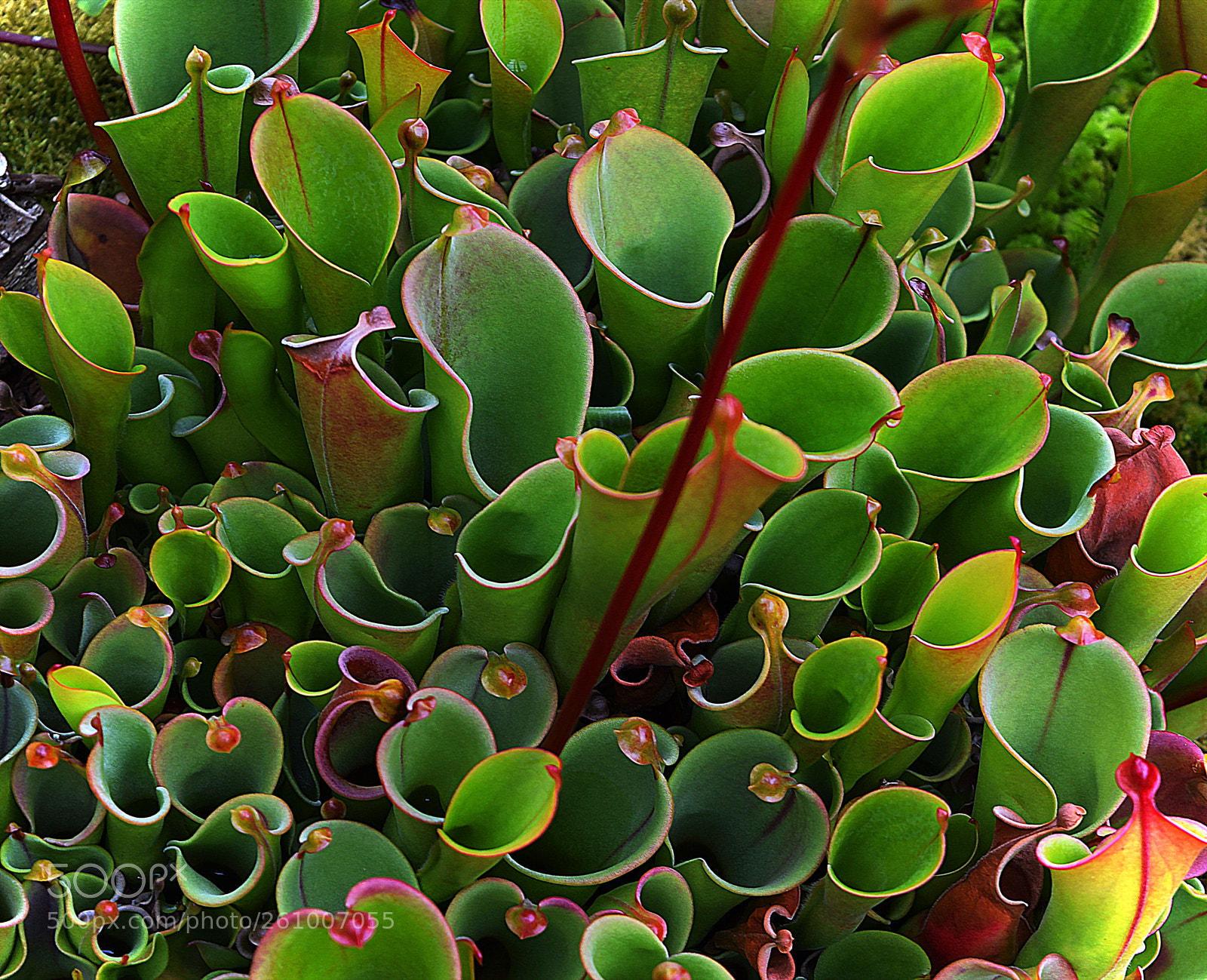 Nikon D5300 sample photo. Carnivorous plants photography