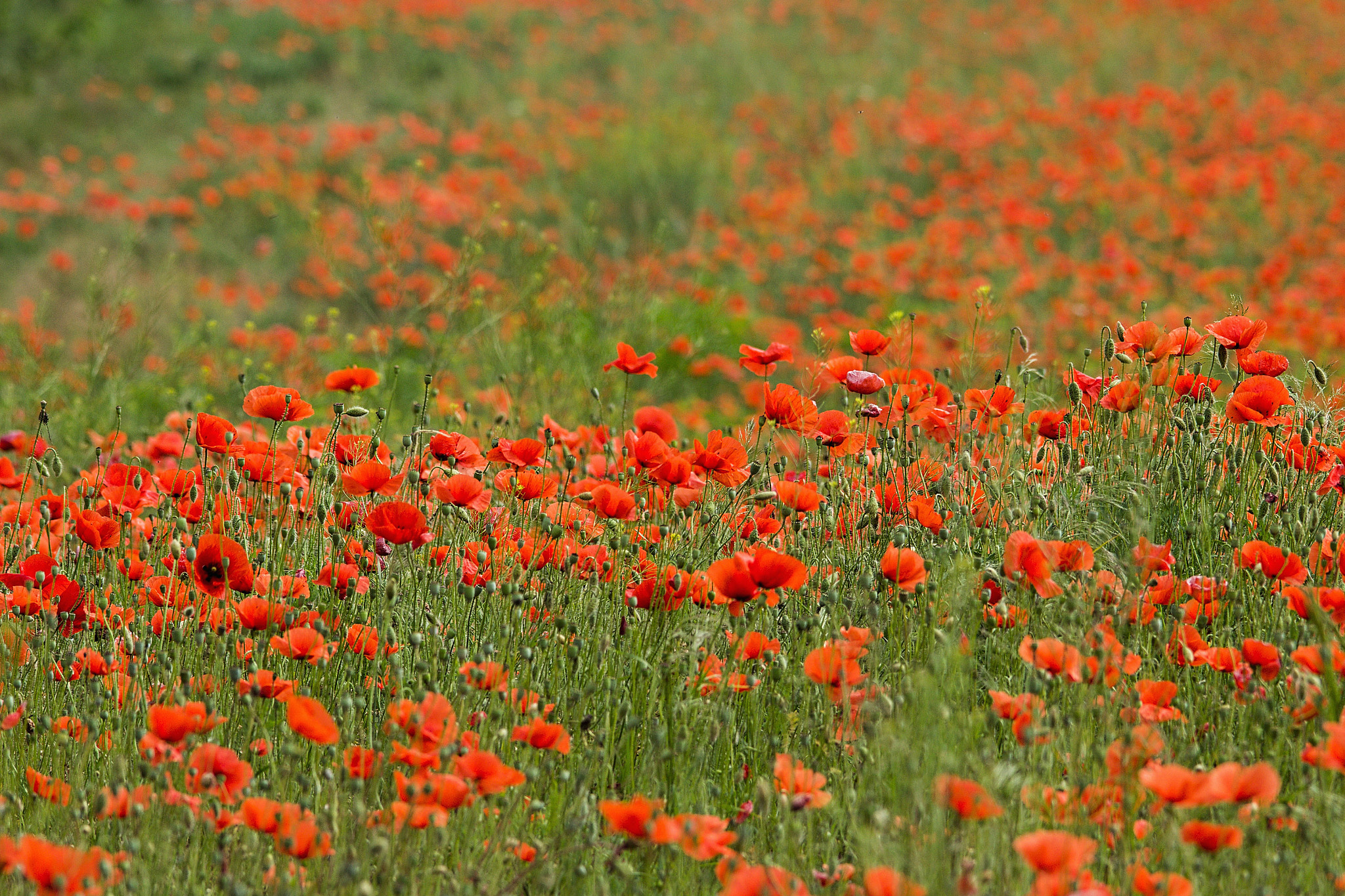 Sigma 150-500mm F5-6.3 DG OS HSM sample photo. Vlčí máky photography