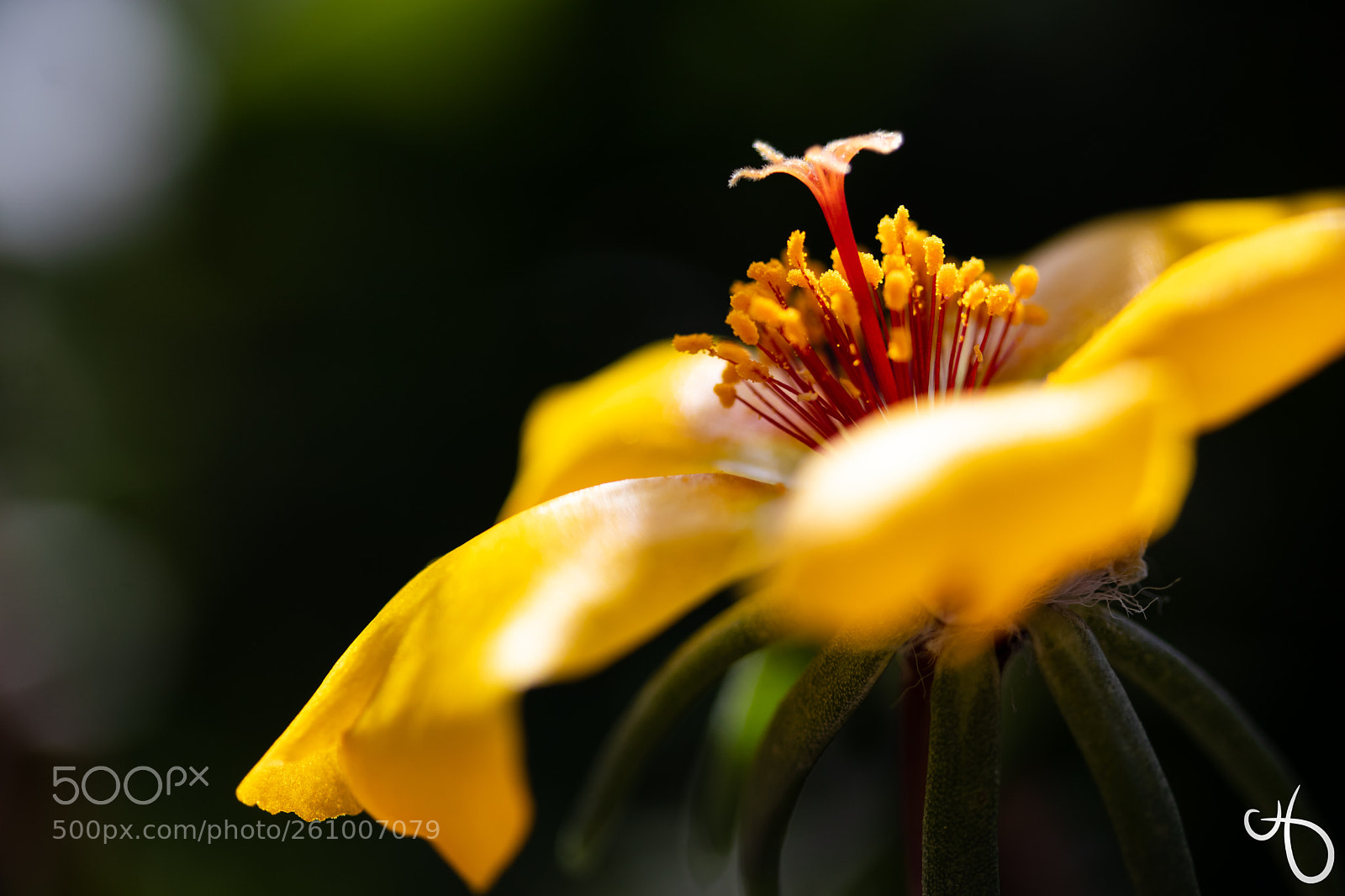Canon EOS 80D sample photo. Yellow beauty photography
