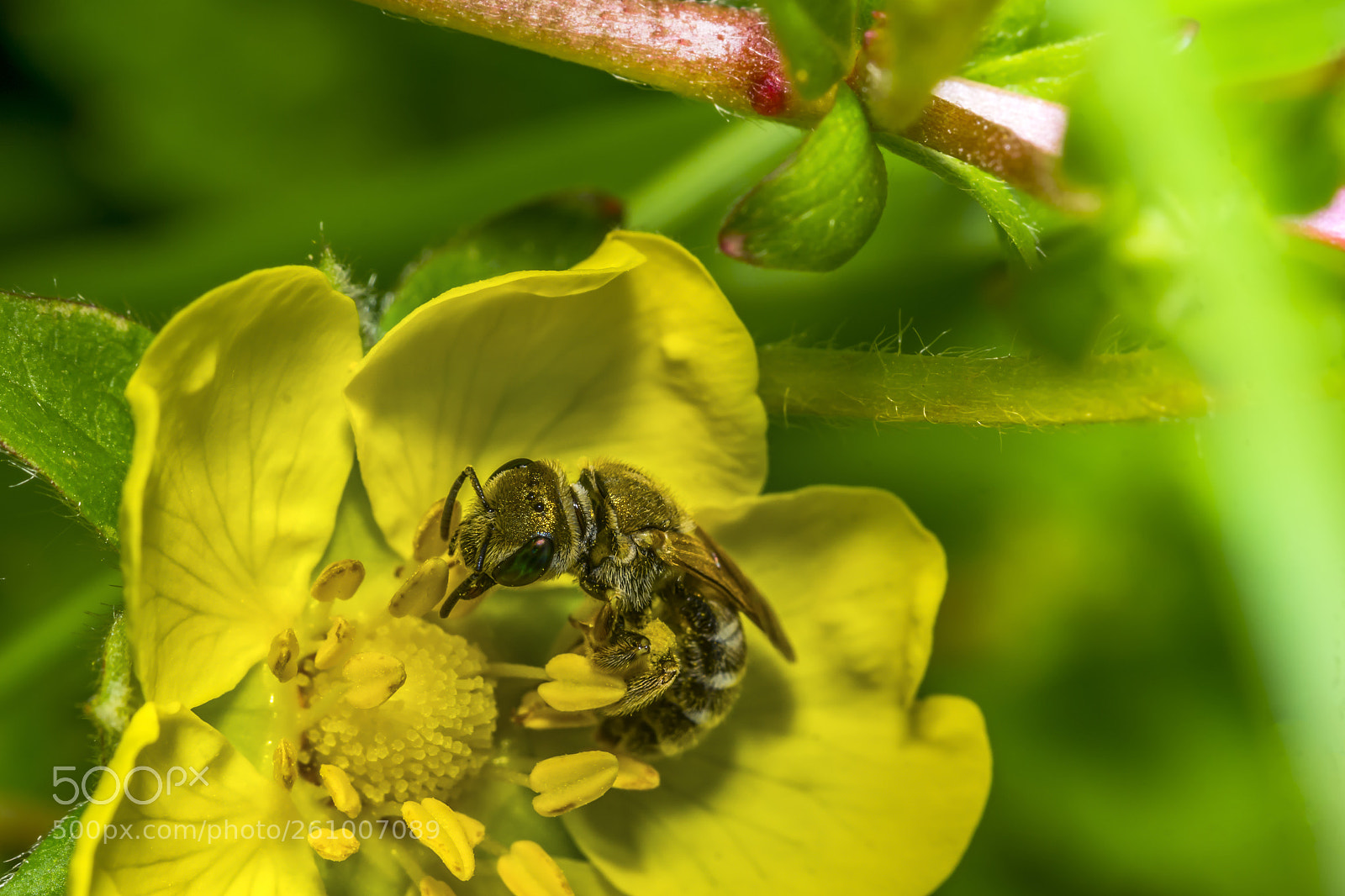 Sony a6000 sample photo. Bee 76 photography
