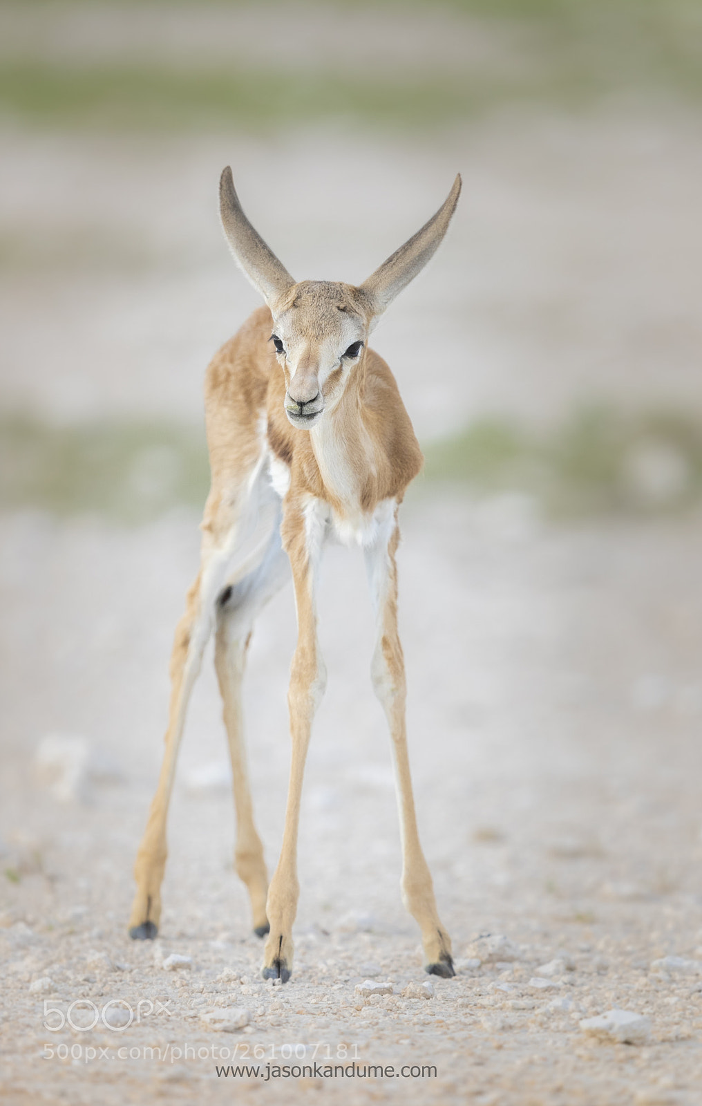 Canon EOS-1D X Mark II sample photo. Baby springbok photography