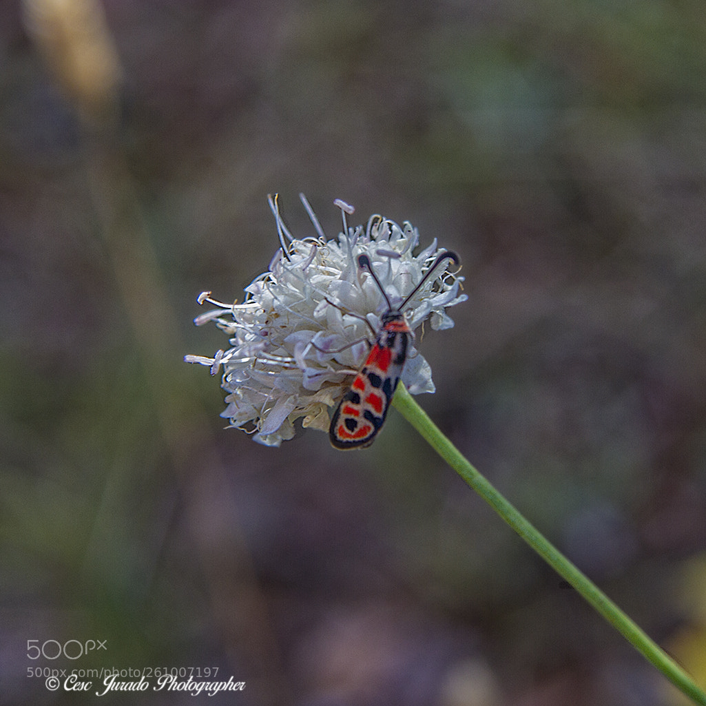 Canon EOS 7D sample photo. Insecto photography
