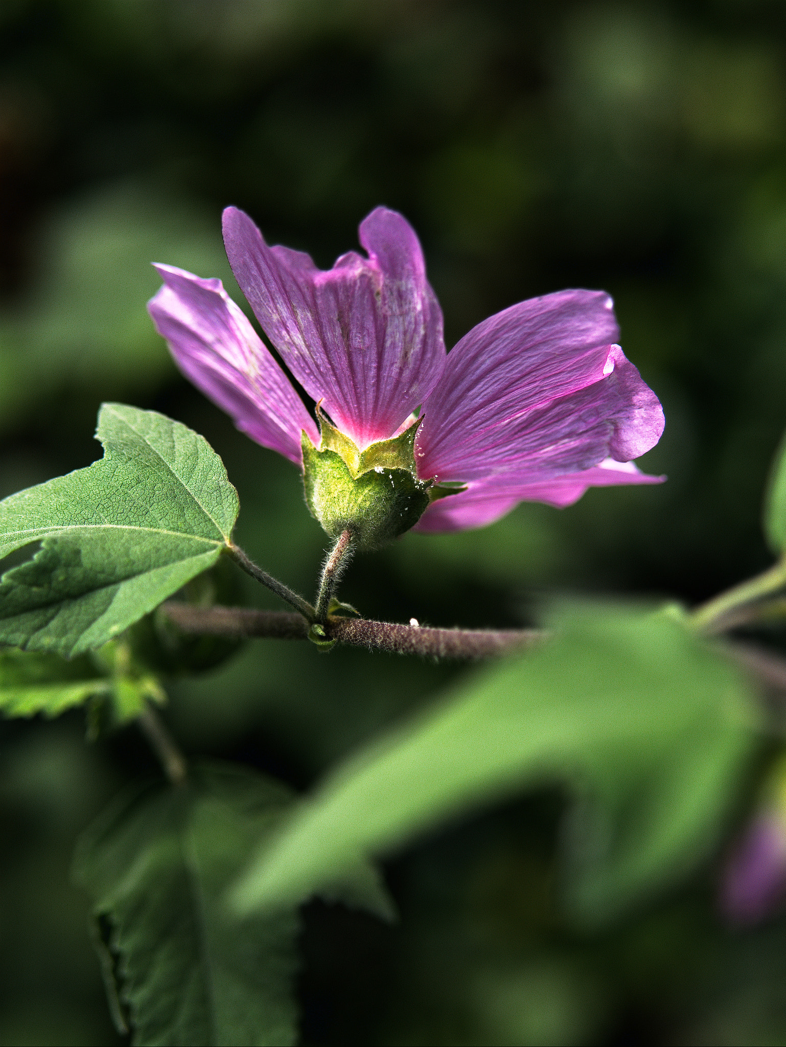 Panasonic Lumix DC-GX9 sample photo. Passage photography