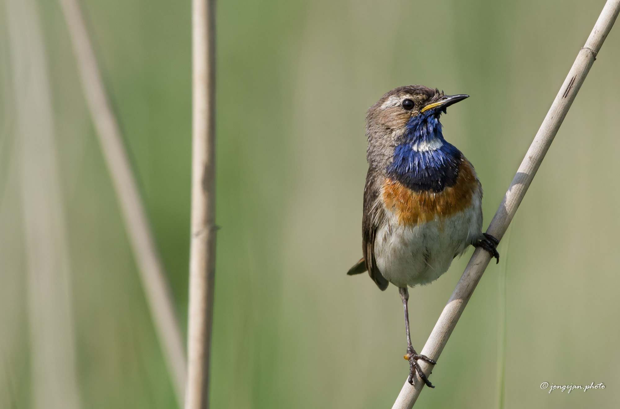 Pentax K-1 Mark II sample photo. Bluethroat photography