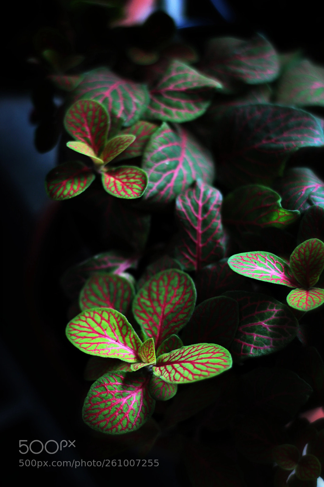 Canon EOS 1200D (EOS Rebel T5 / EOS Kiss X70 / EOS Hi) sample photo. Strange tessellated plant photography