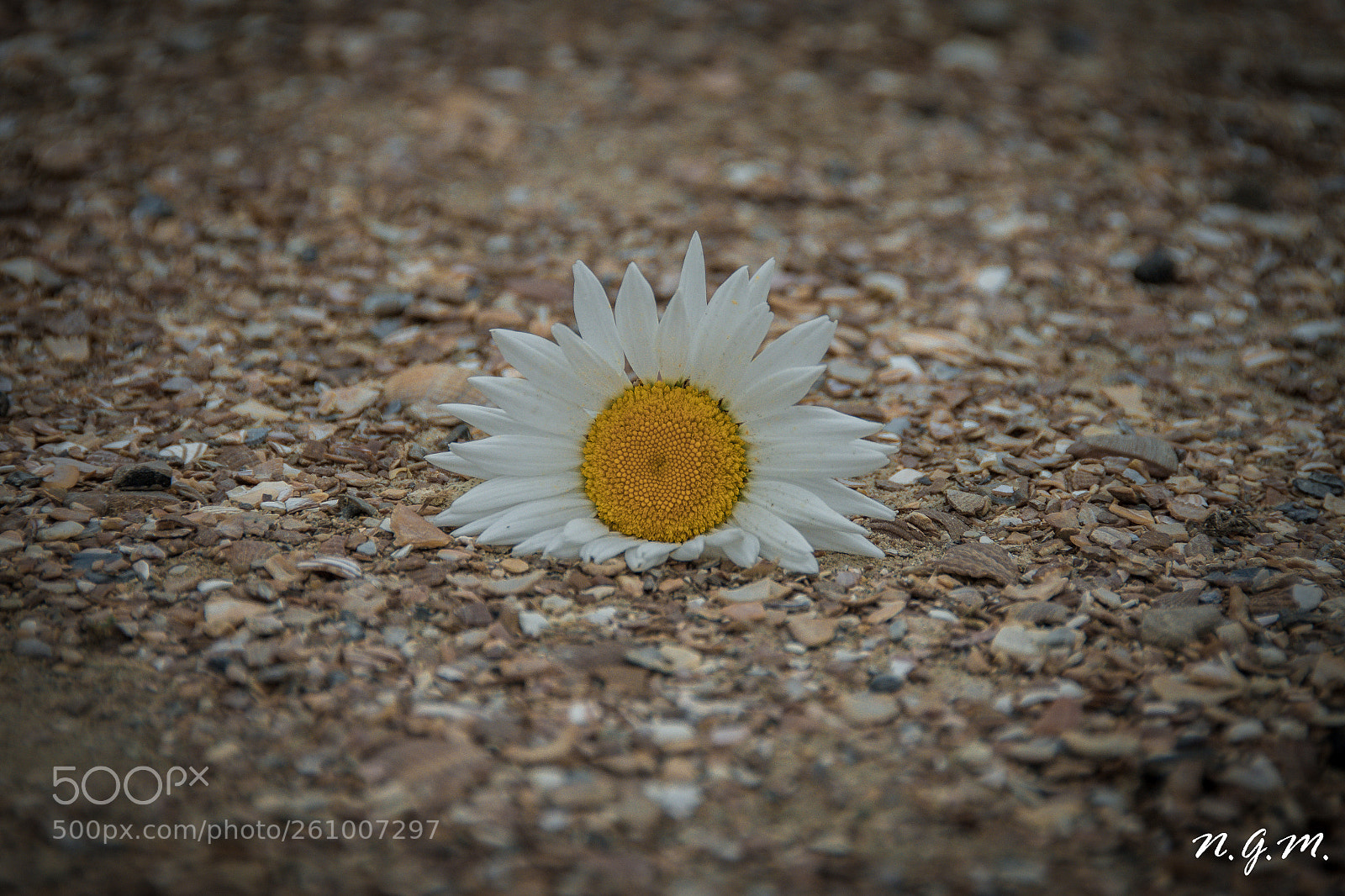 Nikon D7200 sample photo. 1.petrus 3,4 photography