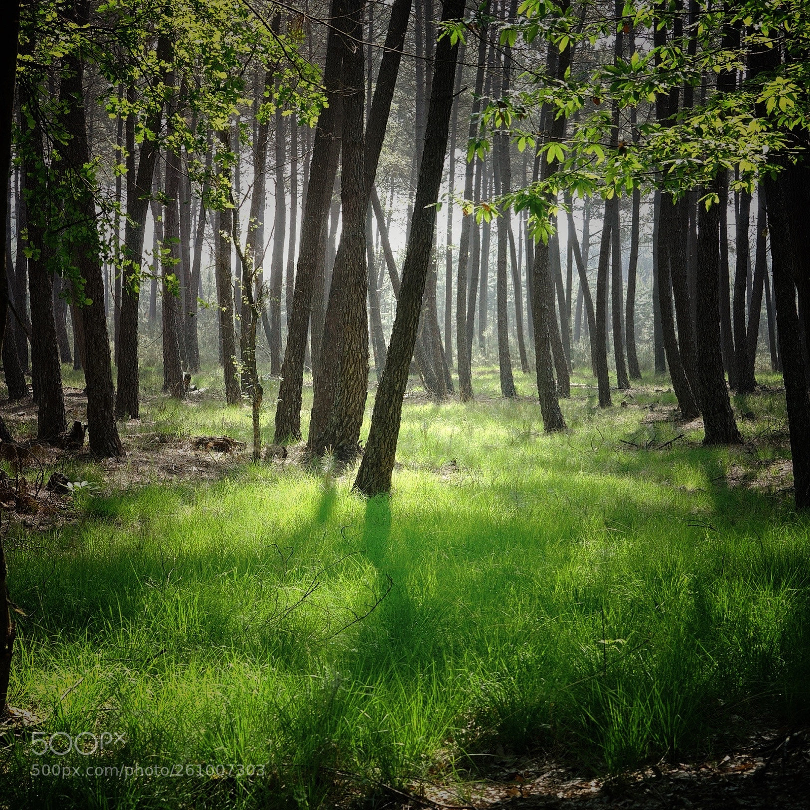 Sony a7 sample photo. Forest photography