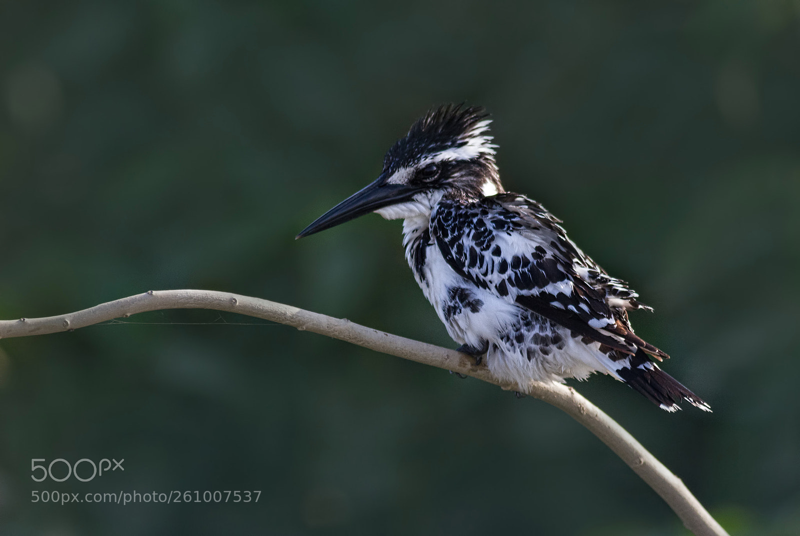 Canon EOS 7D sample photo. Pied kingfisher... photography