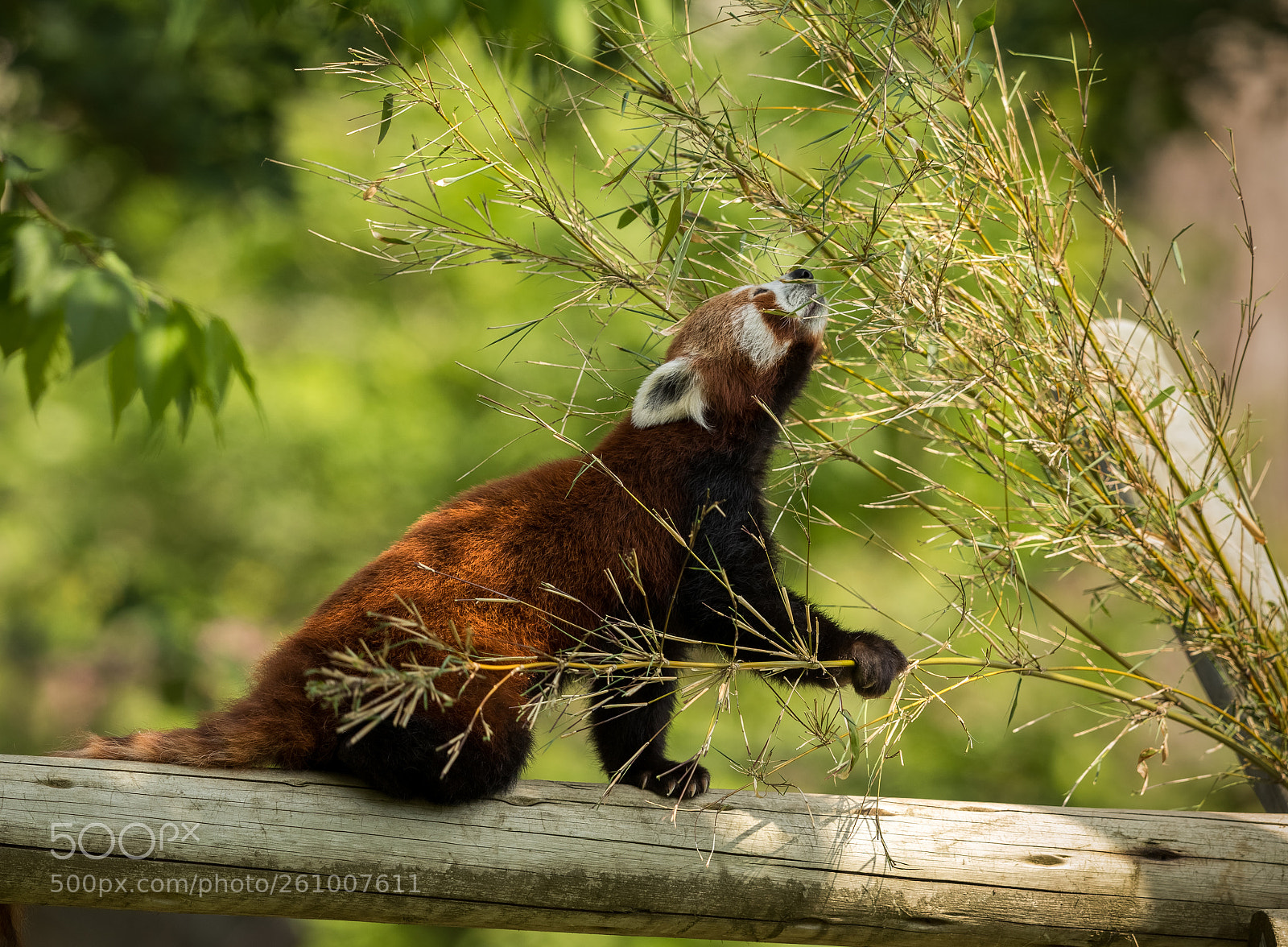 Canon EOS 5D Mark IV sample photo. Cute animal, one red photography
