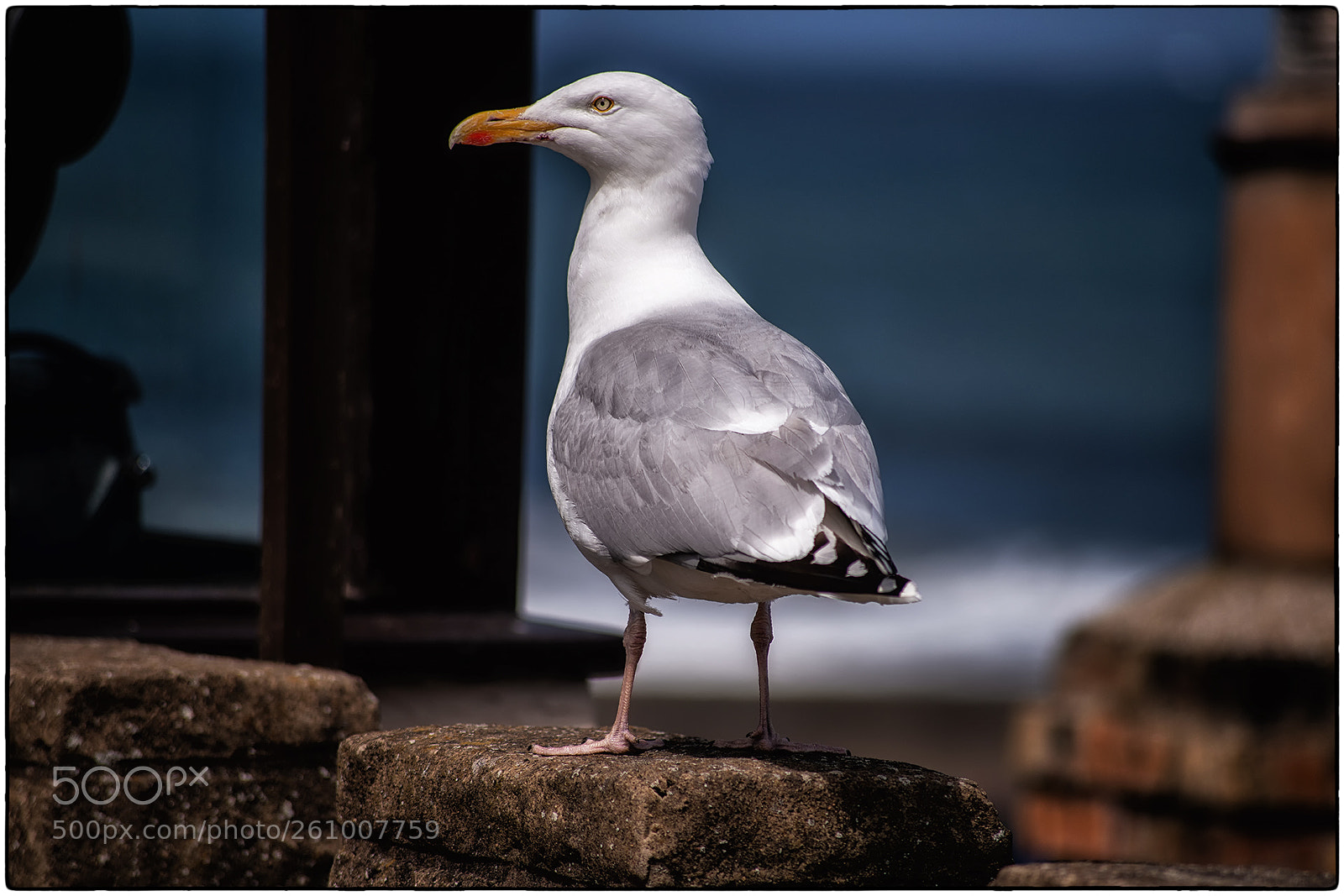Nikon D850 sample photo. A profile of a photography