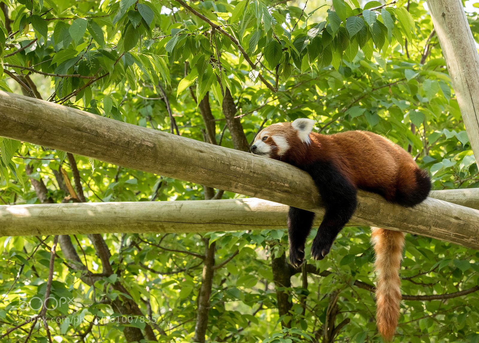Canon EOS 5D Mark IV sample photo. Red panda bear resting photography