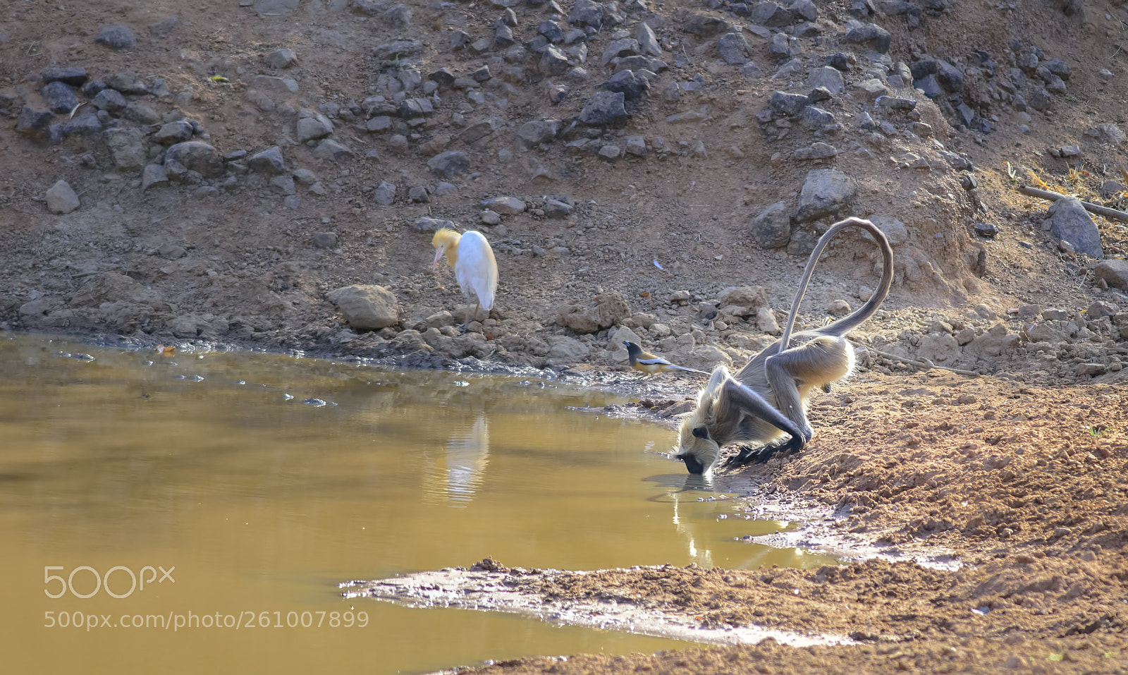 Nikon D7200 sample photo. A solitary gray langoor photography