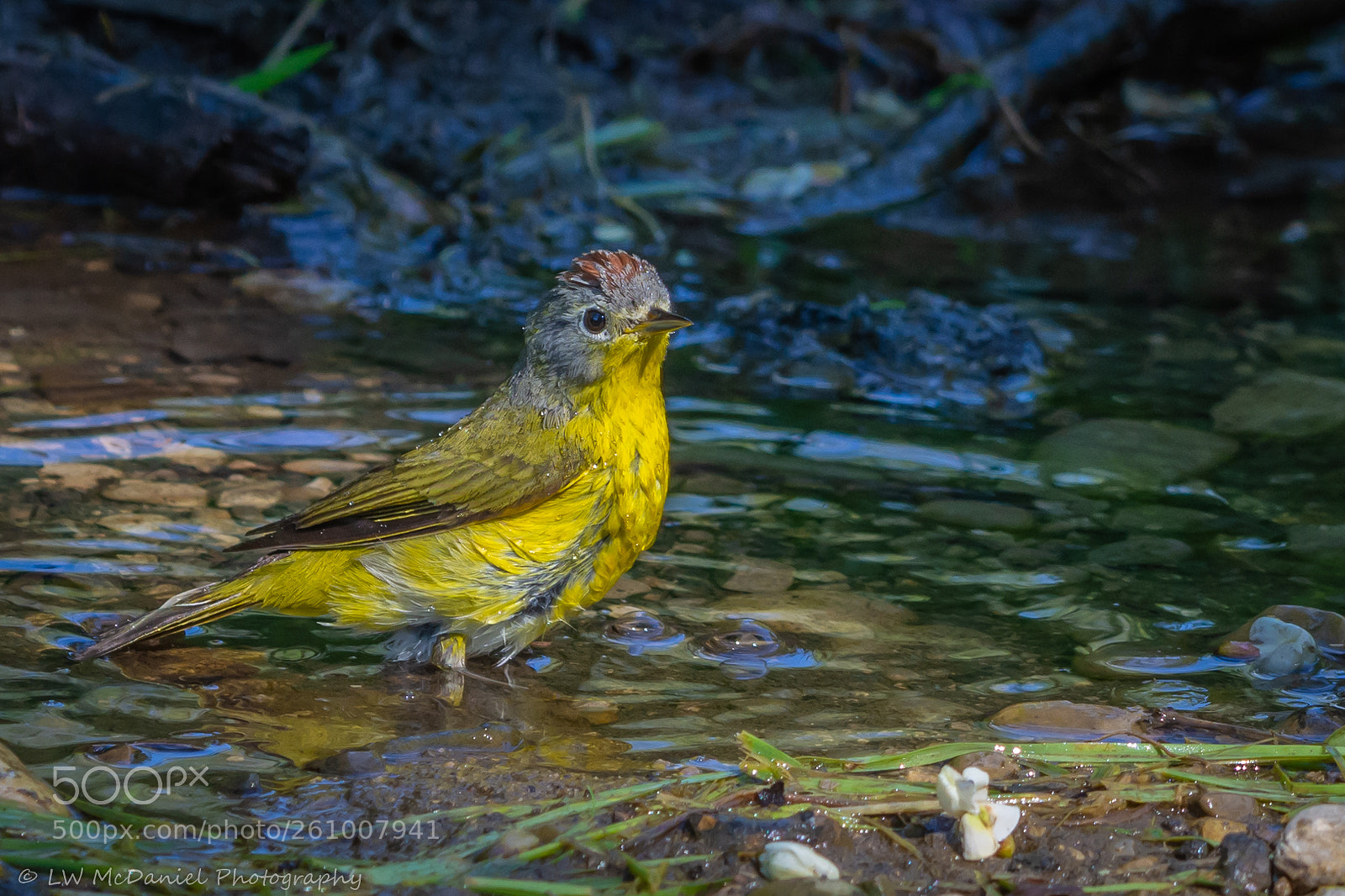 Nikon D7200 sample photo. Nashville warbler photography