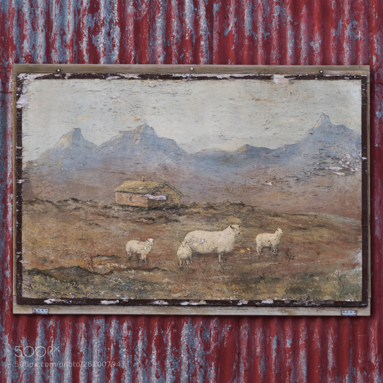 Nikon D810 sample photo. Picture frame of sheep photography