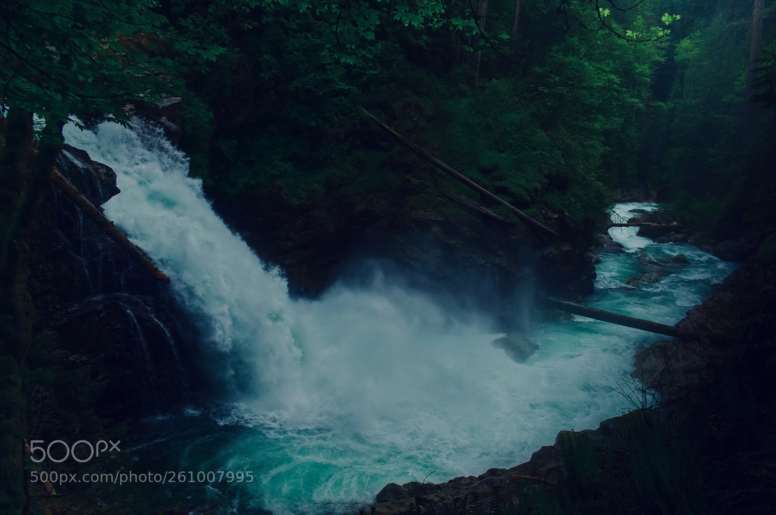 Nikon D3100 sample photo. Forest bathing photography