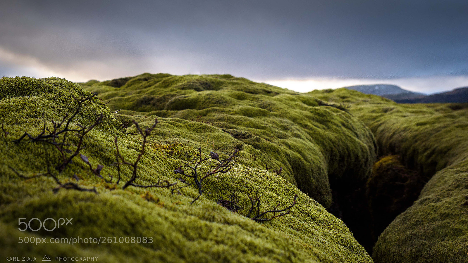 Nikon D750 sample photo. Iceland moss v2 photography