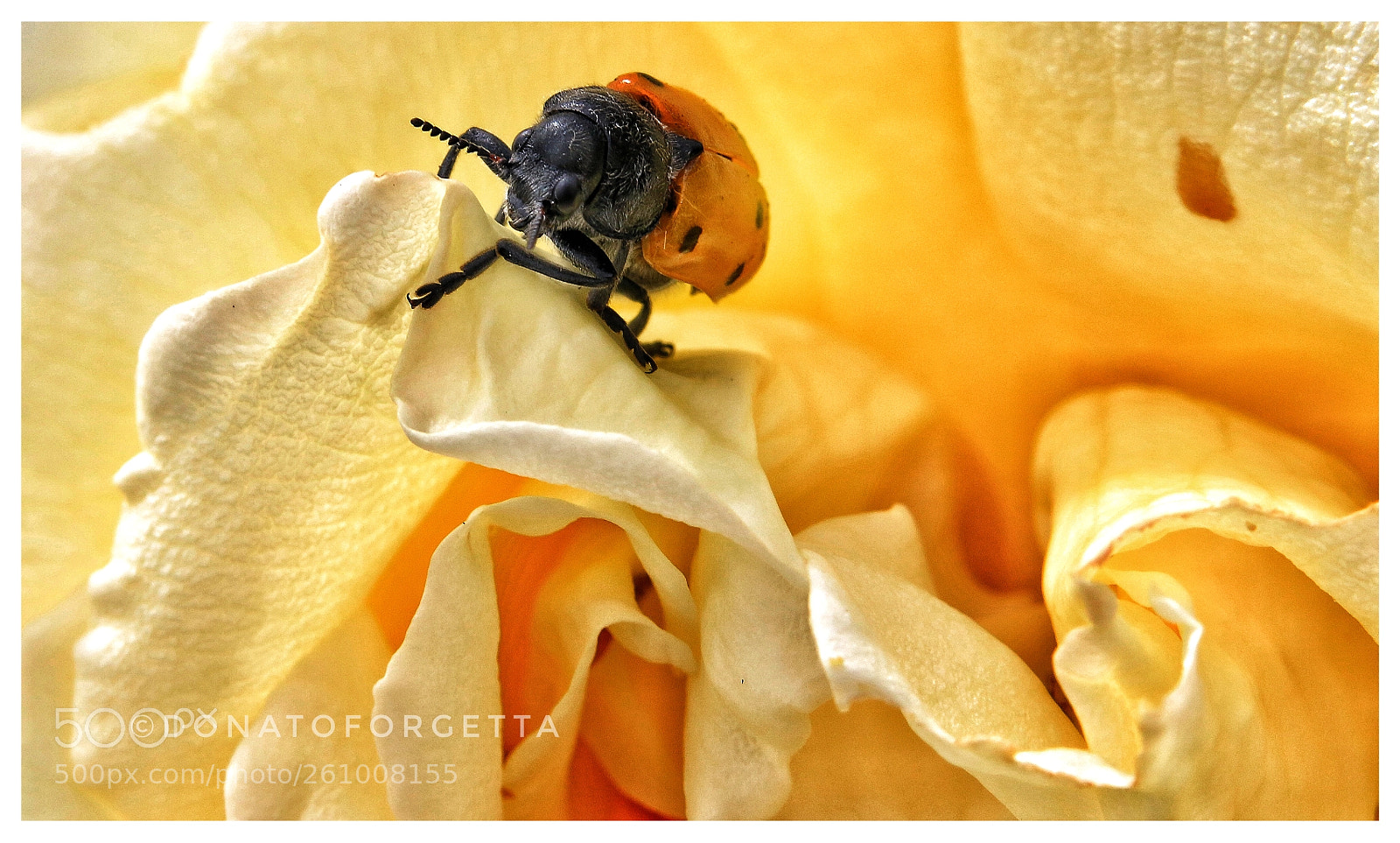 Canon EOS 70D sample photo. Scarabeo giallo photography