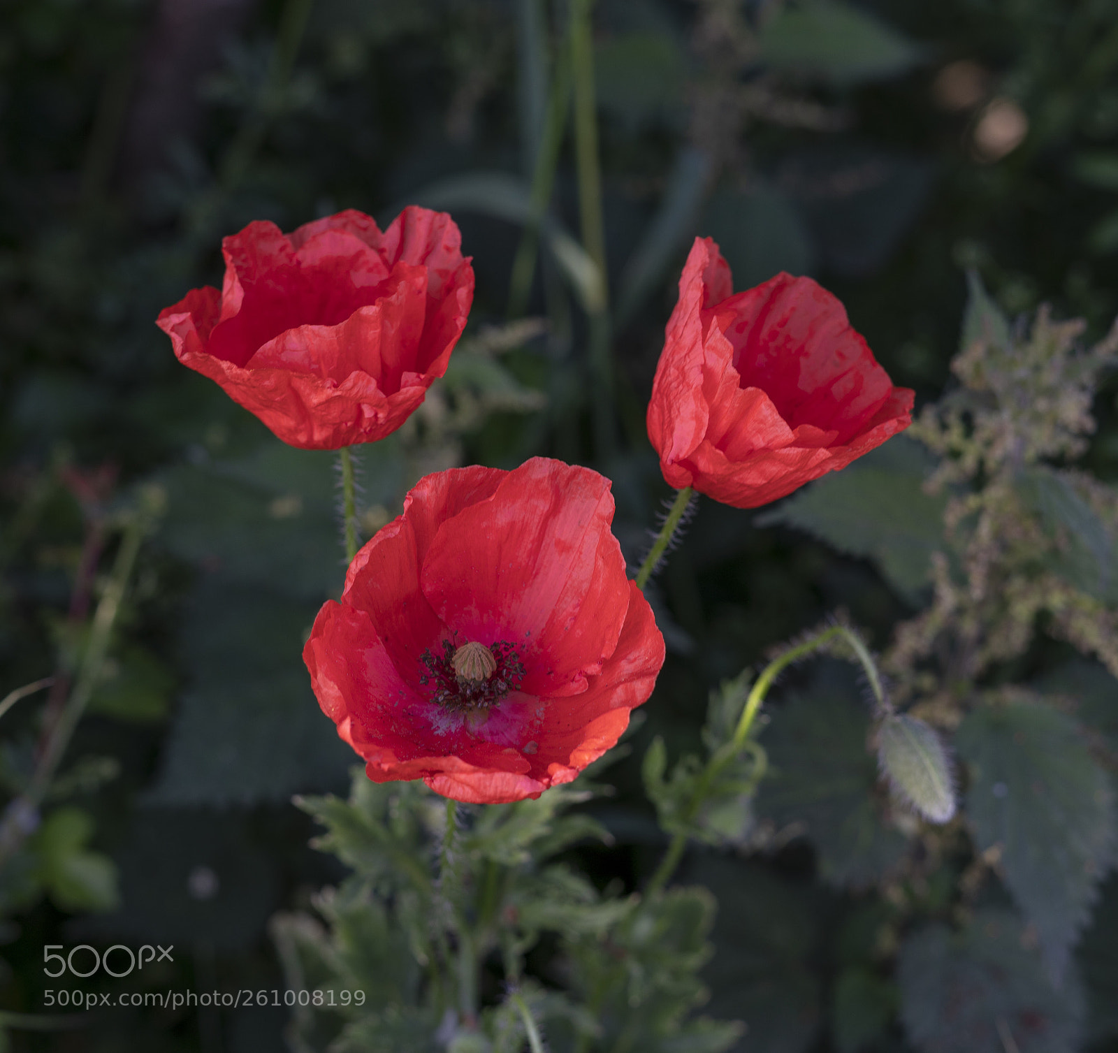 Sony a7R II sample photo. A trio of poppies  photography