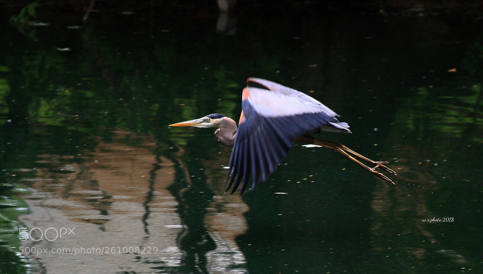 Canon EOS 7D Mark II sample photo. Great blue heron photography
