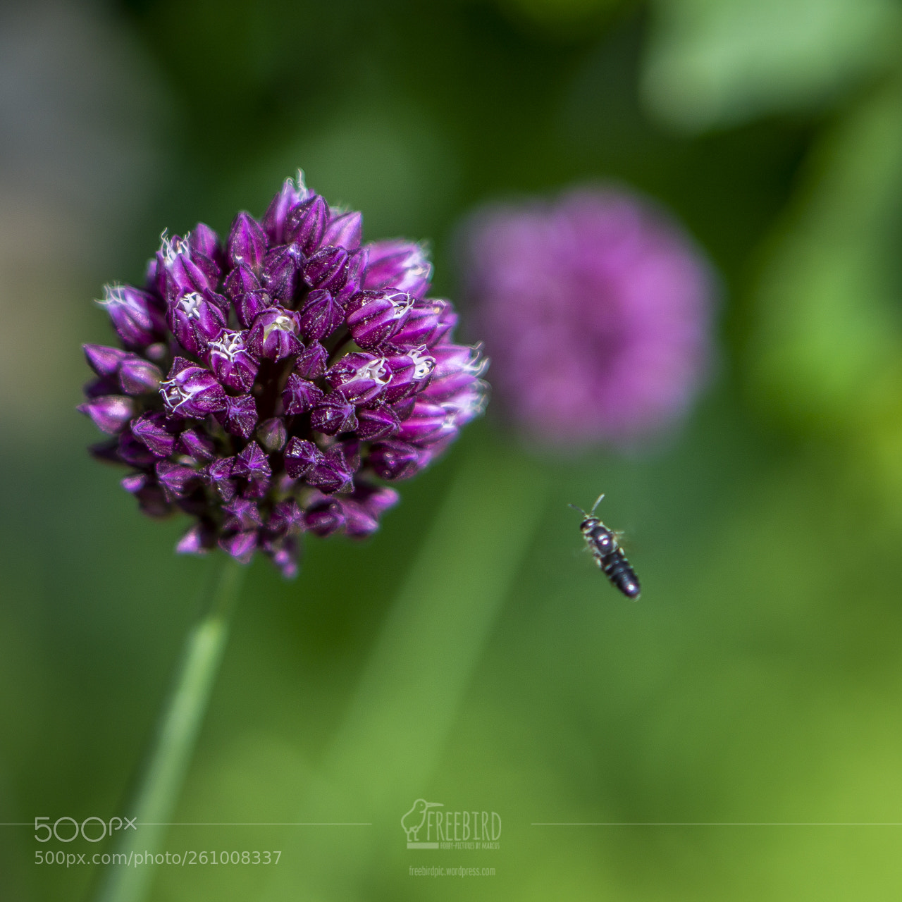 Sony a6000 sample photo. Round purple flower photography