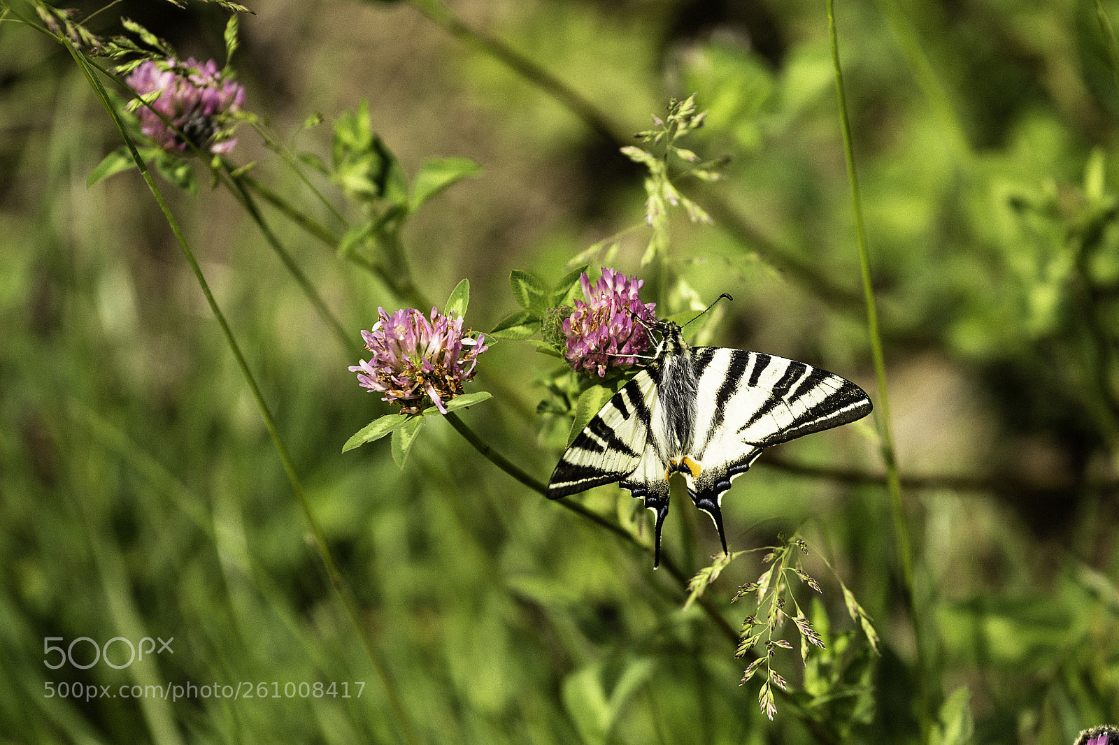 Canon EOS 6D sample photo. White butterfly photography