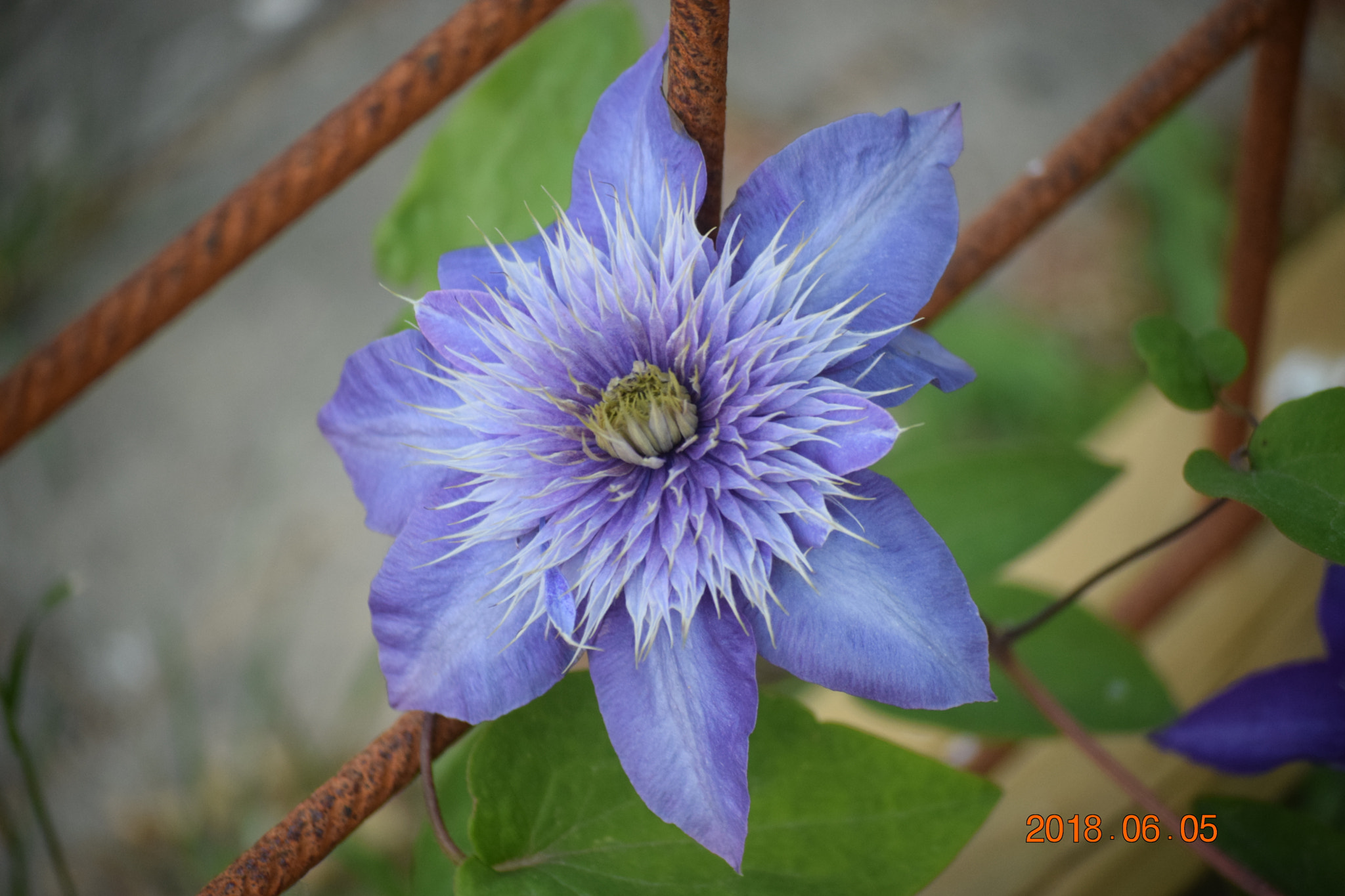 Nikon D3300 sample photo. Garden flower photography