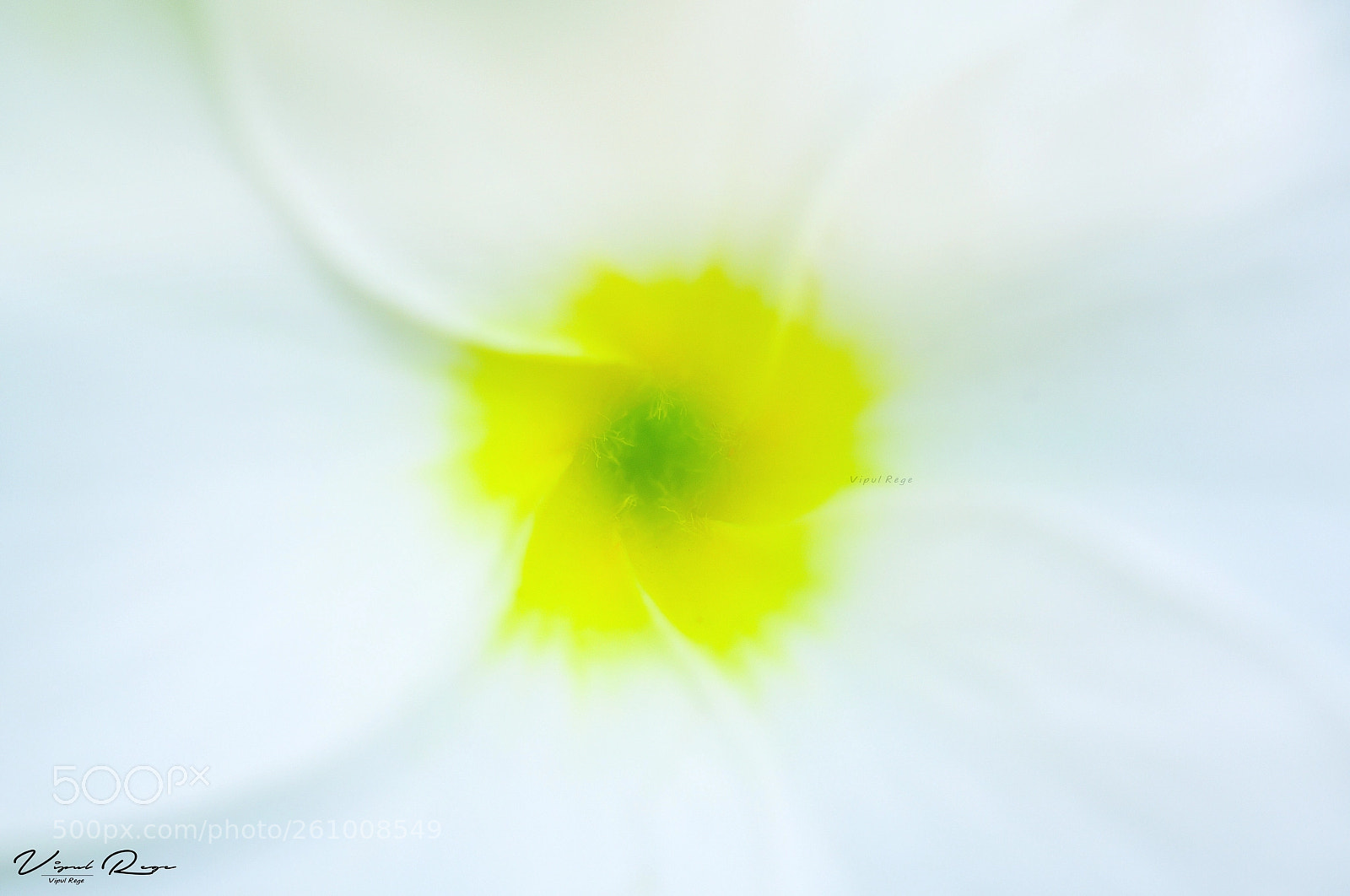 Nikon D810 sample photo. Flower pollen ... photography