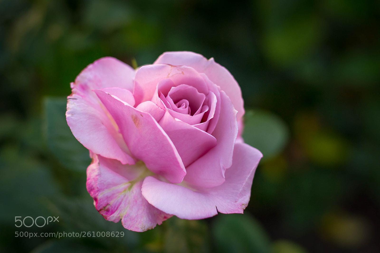 Canon EOS 6D sample photo. Ellegant photography