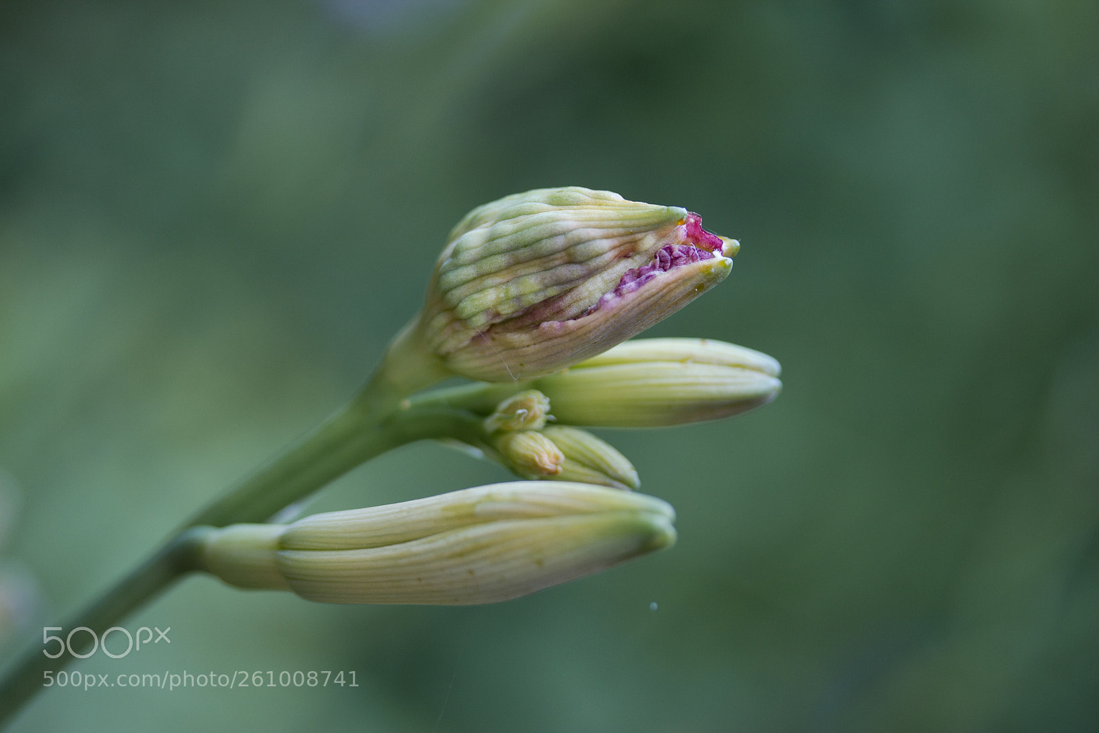 Canon EOS 60D sample photo. Gelbrote taglilie (hemerocallis fulva) photography