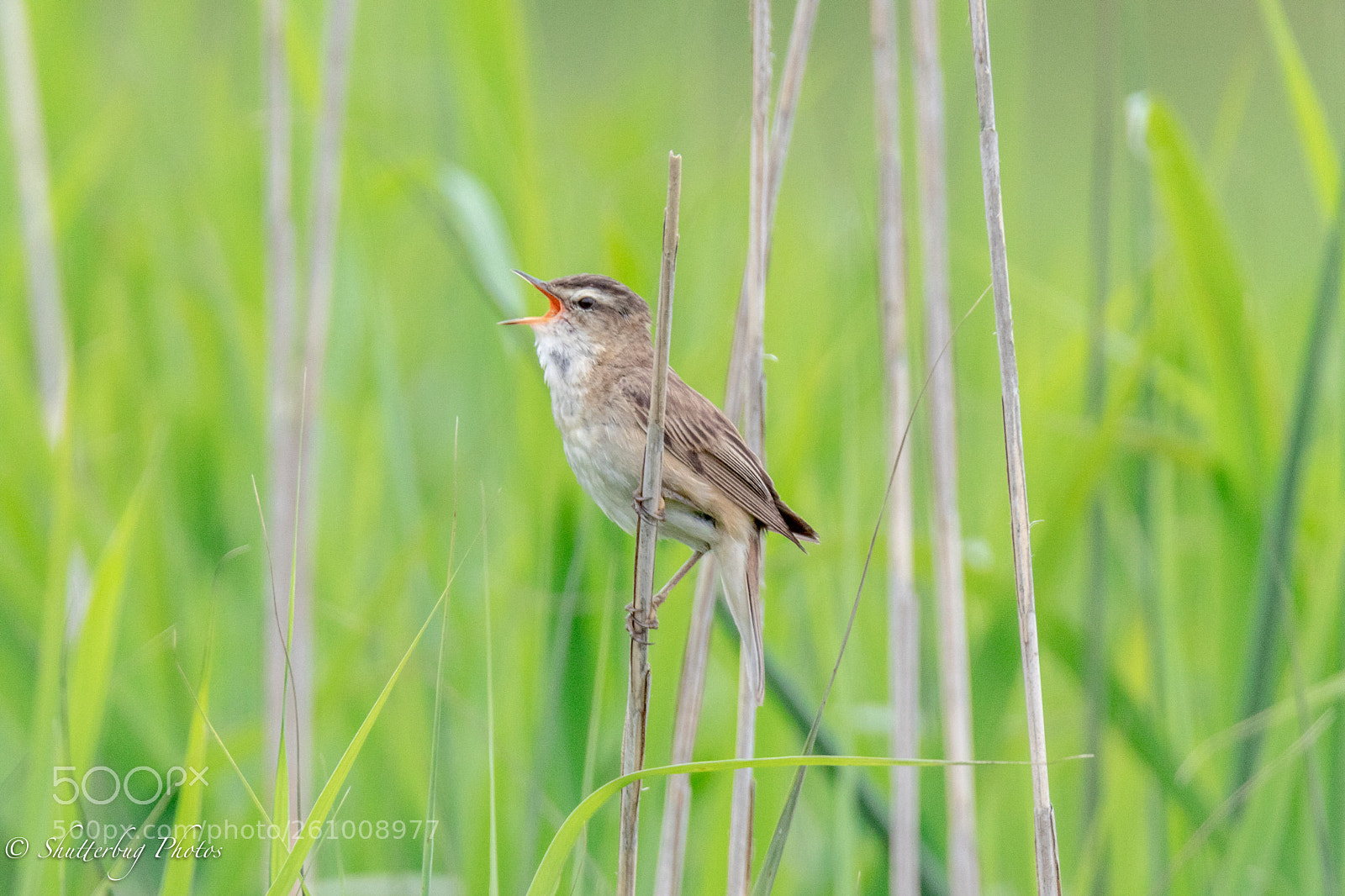 Canon EOS 80D sample photo. Sedge warbler photography