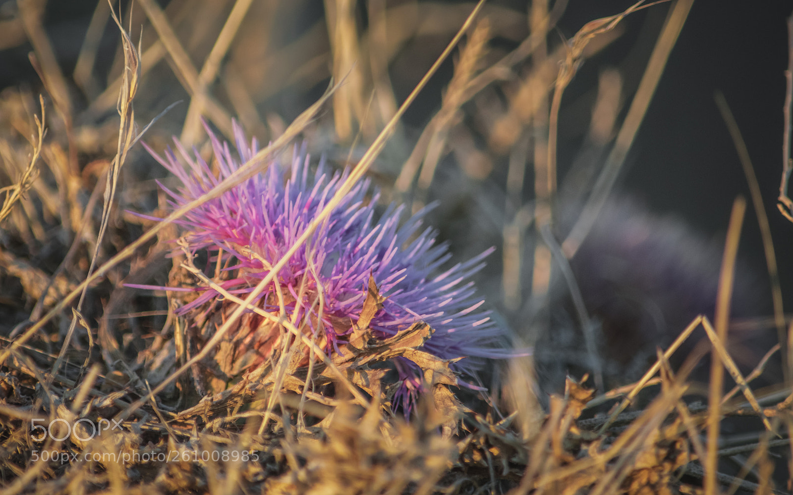 Nikon D5300 sample photo. Flower blooming plant under photography