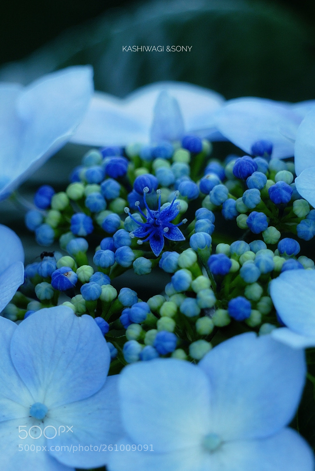 Sony a7 II sample photo. Blue awakening photography