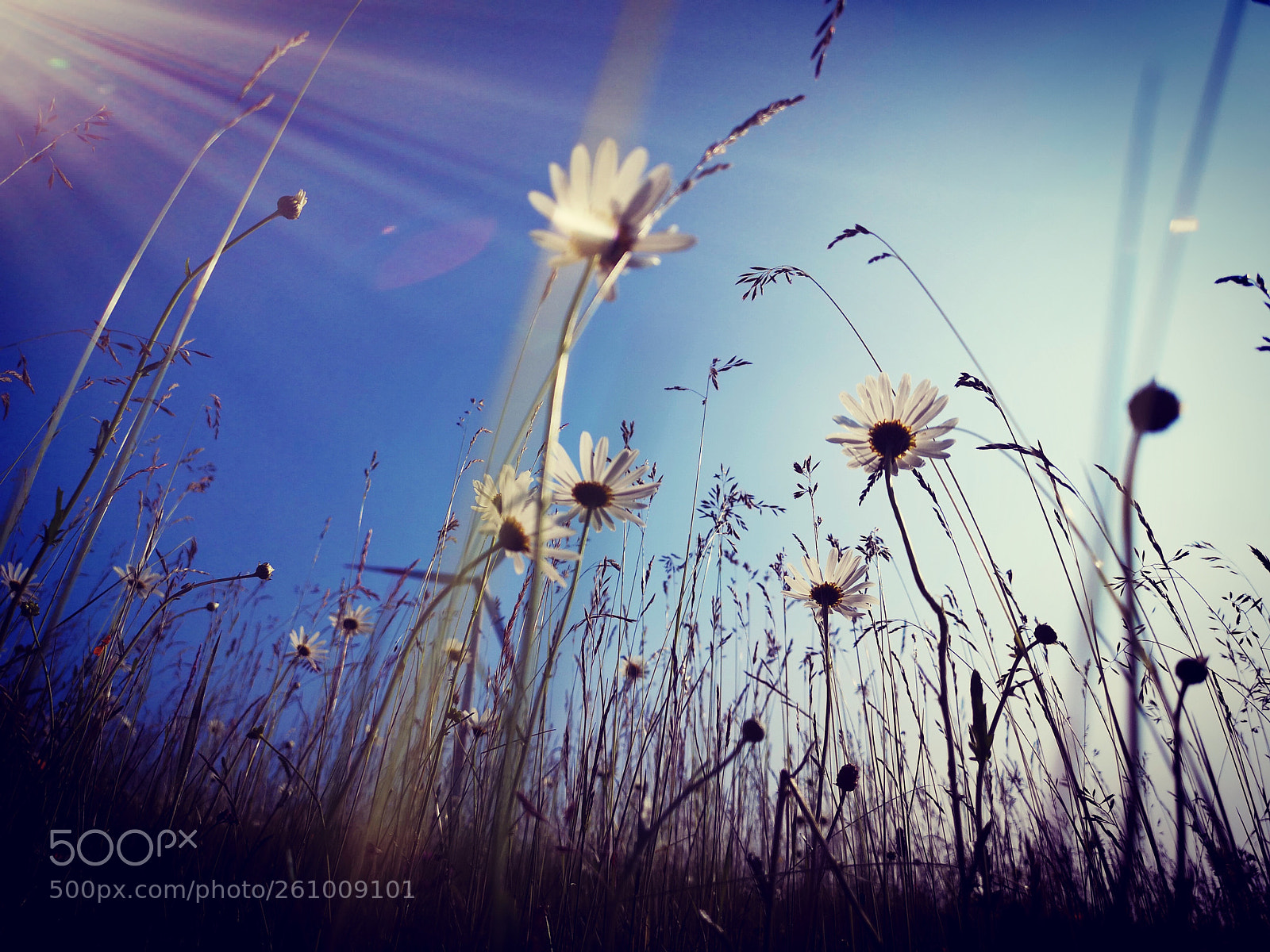 HUAWEI CLT-L29 sample photo. Morning has broken photography