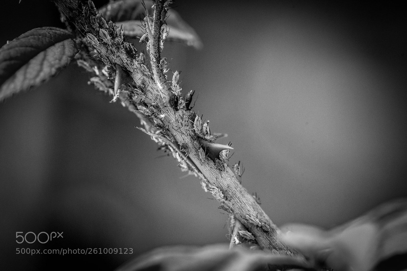 Nikon D800E sample photo. Welcome to the jungle  photography