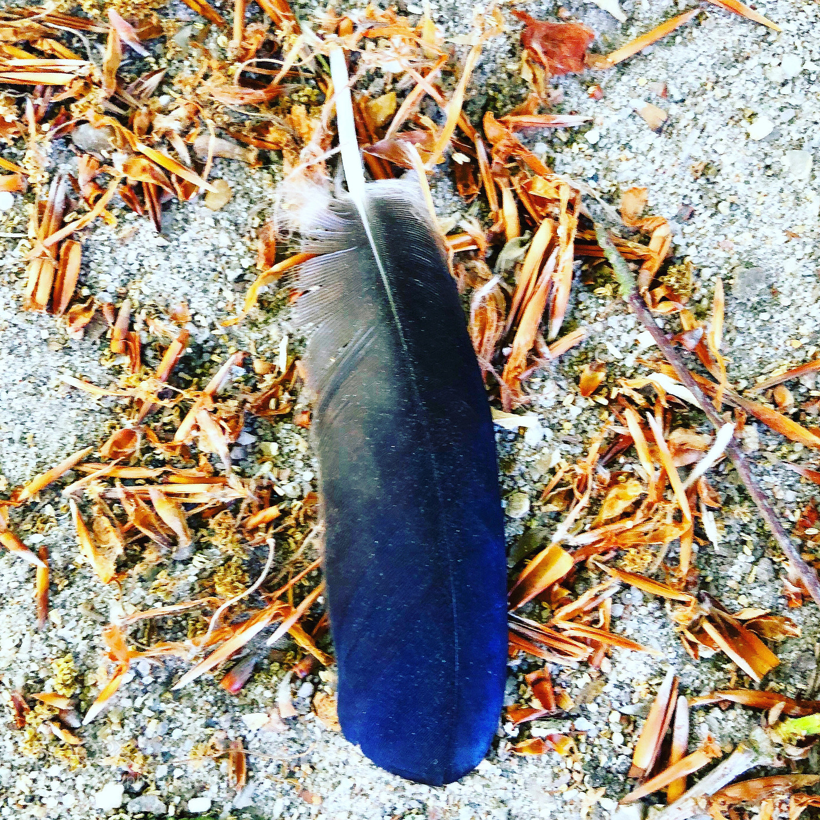 Apple iPhone 8 Plus sample photo. Nicely coloured feather photography