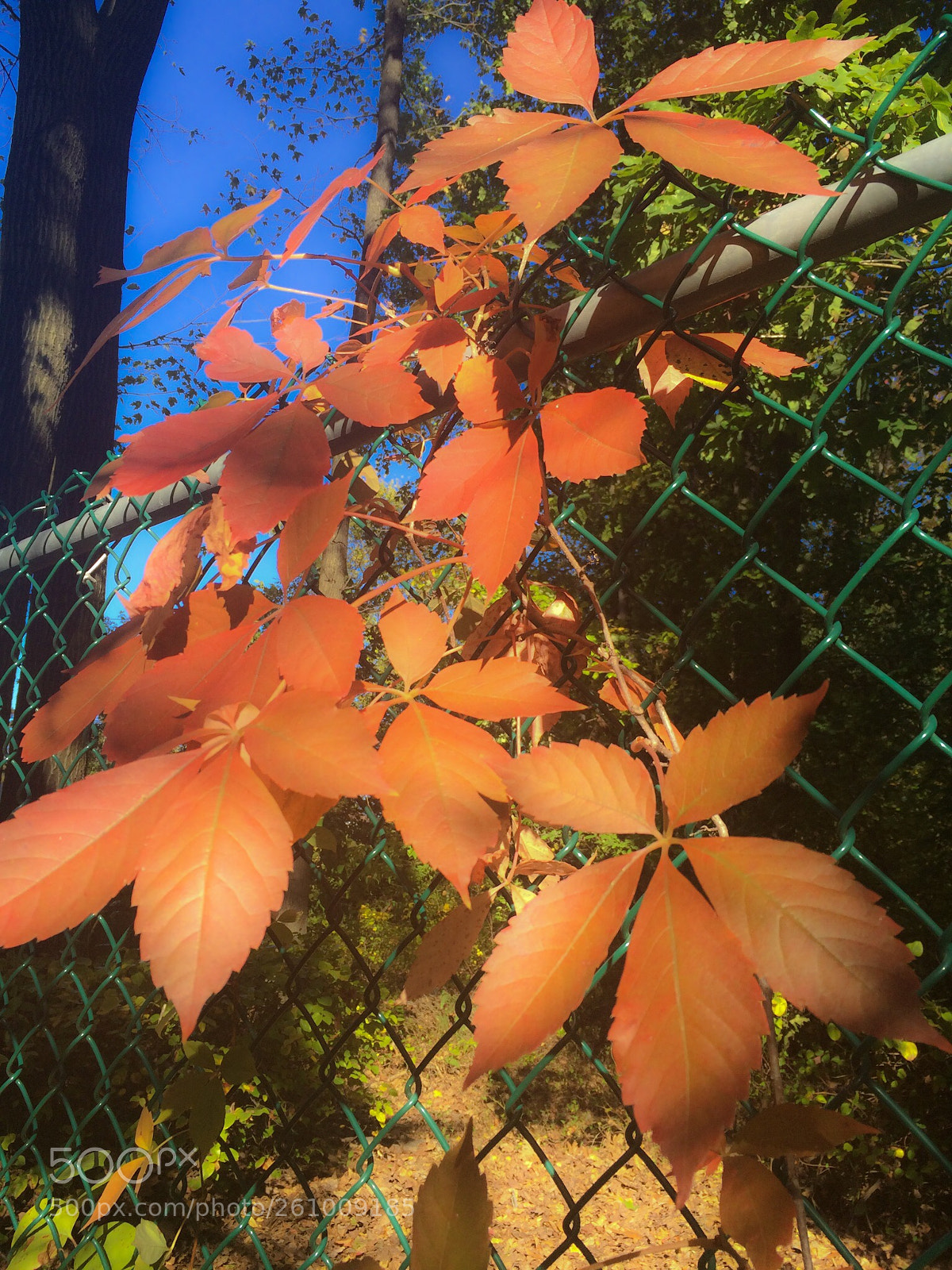 Apple iPhone 5s sample photo. Hanging leaves photography