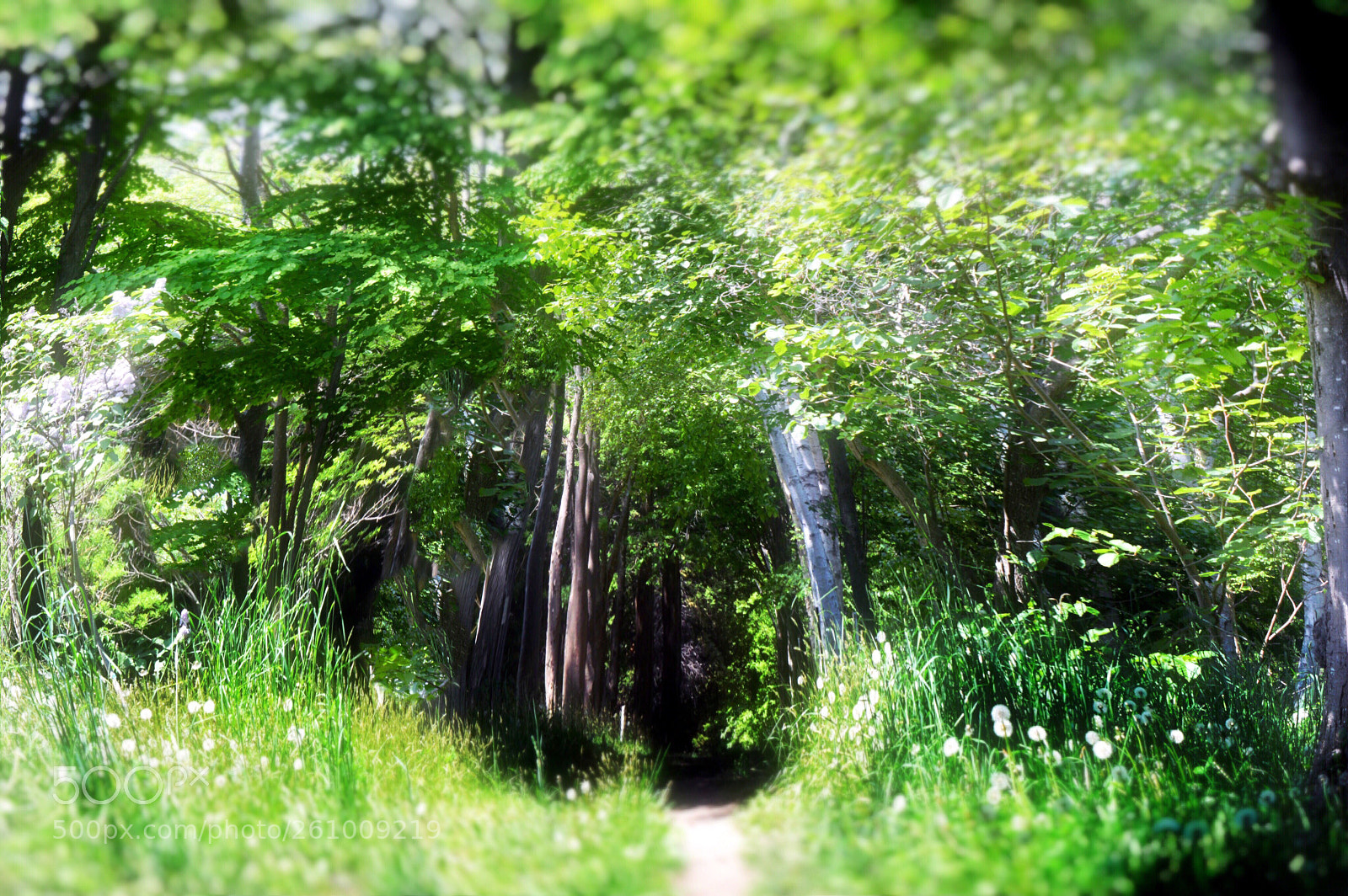 Nikon D3200 sample photo. Along the footpath  photography