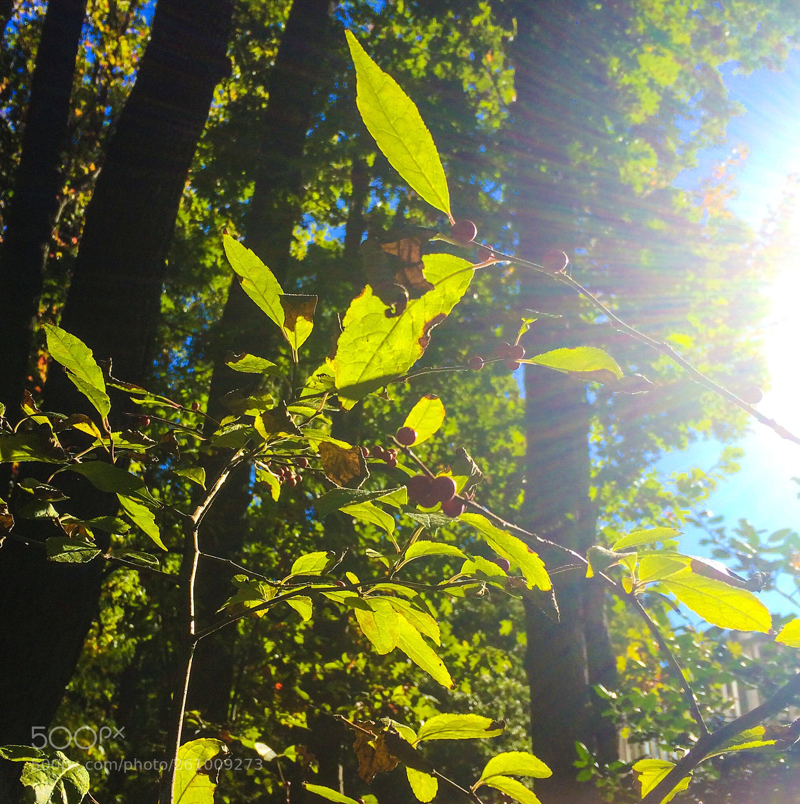 Apple iPhone 5s sample photo. Wilderness berries photography